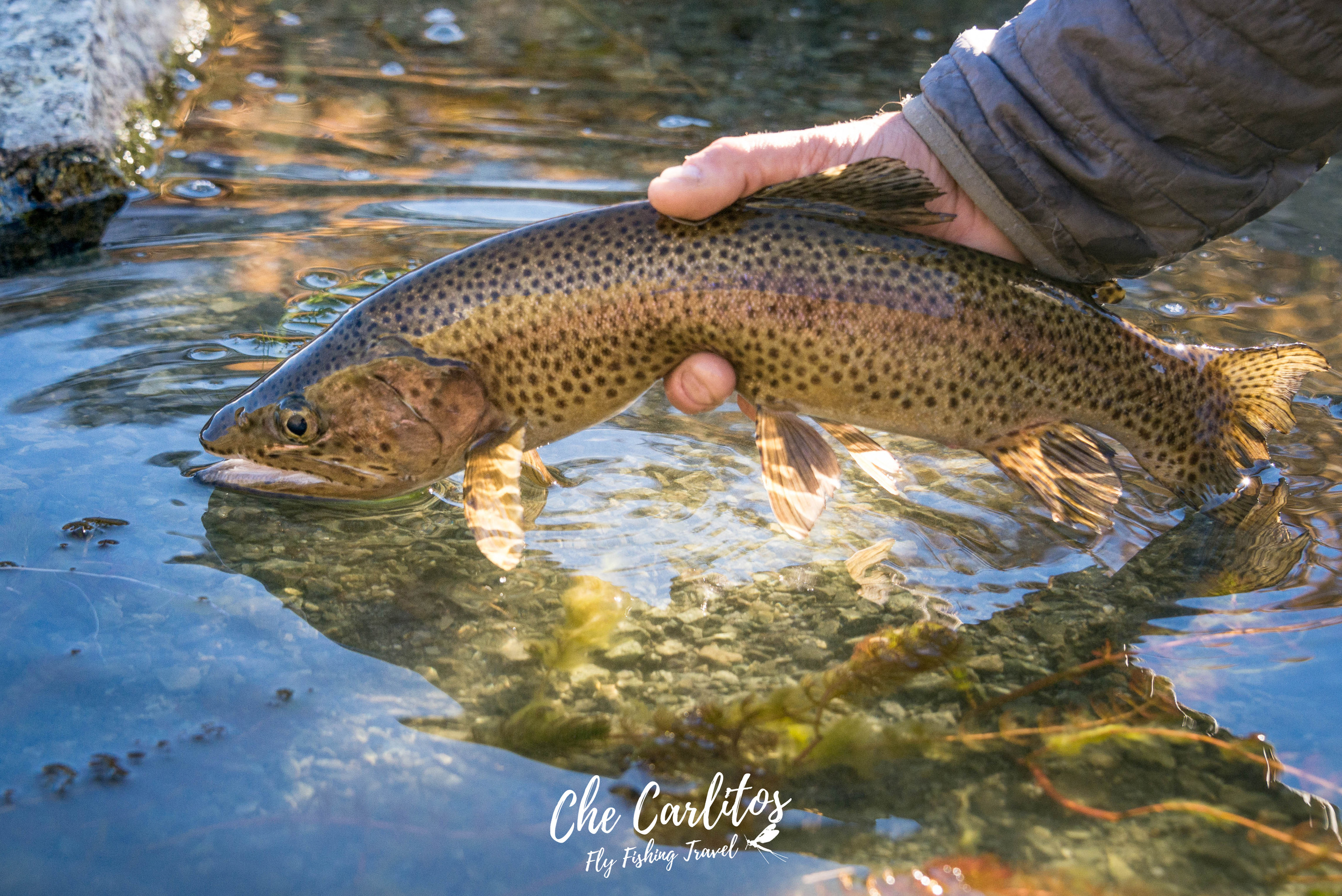 Chochoy Mallin - Fishing Travel (2)1.png