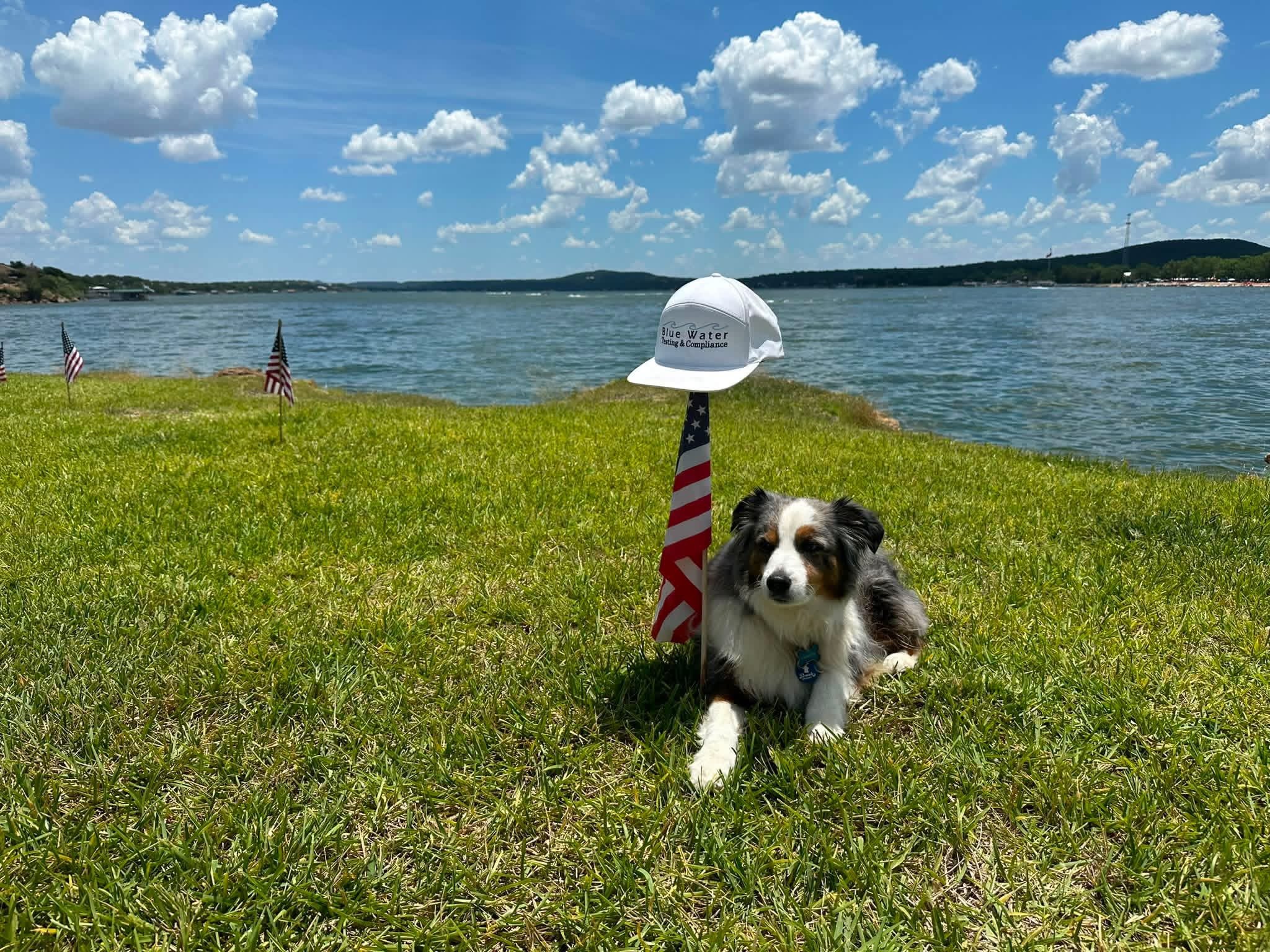 A Border Collie dog sitting on green grass near a body of water, with a white hat and decorated flagstick in front of it, under a blue sky with scattered clouds.