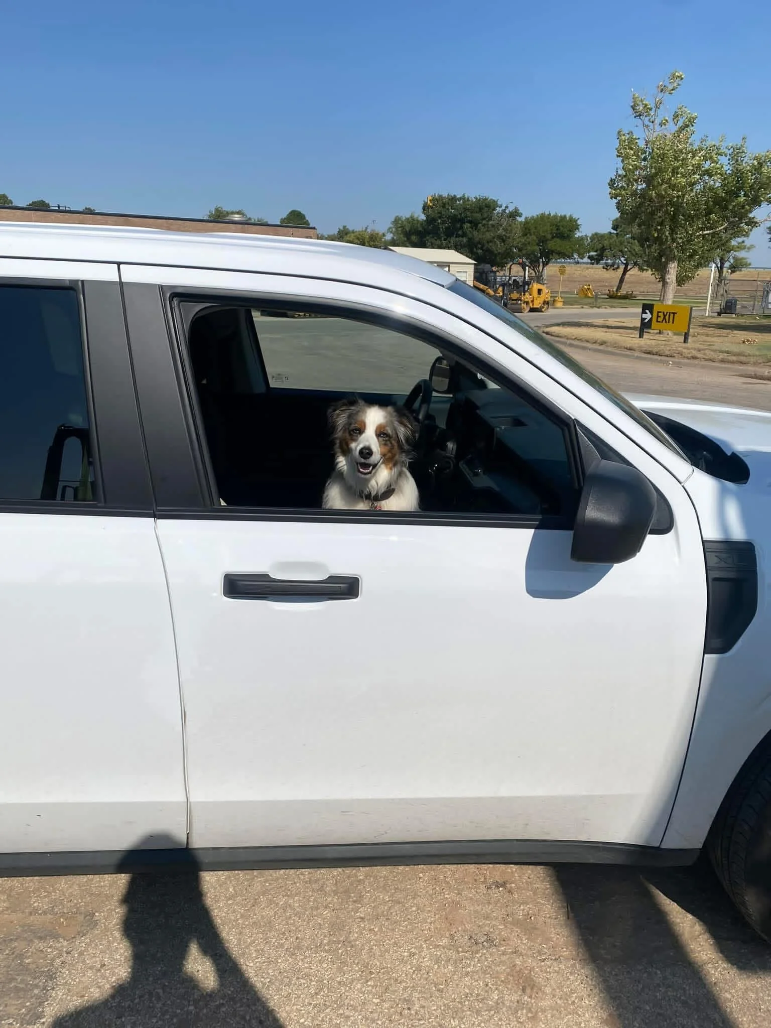 A dog with a brown and white fur coat is sitting inside a white pickup truck, looking out of the window with its tongue slightly out. The truck is parked outside in a sunny environment with trees and a yellow exit sign in the background.