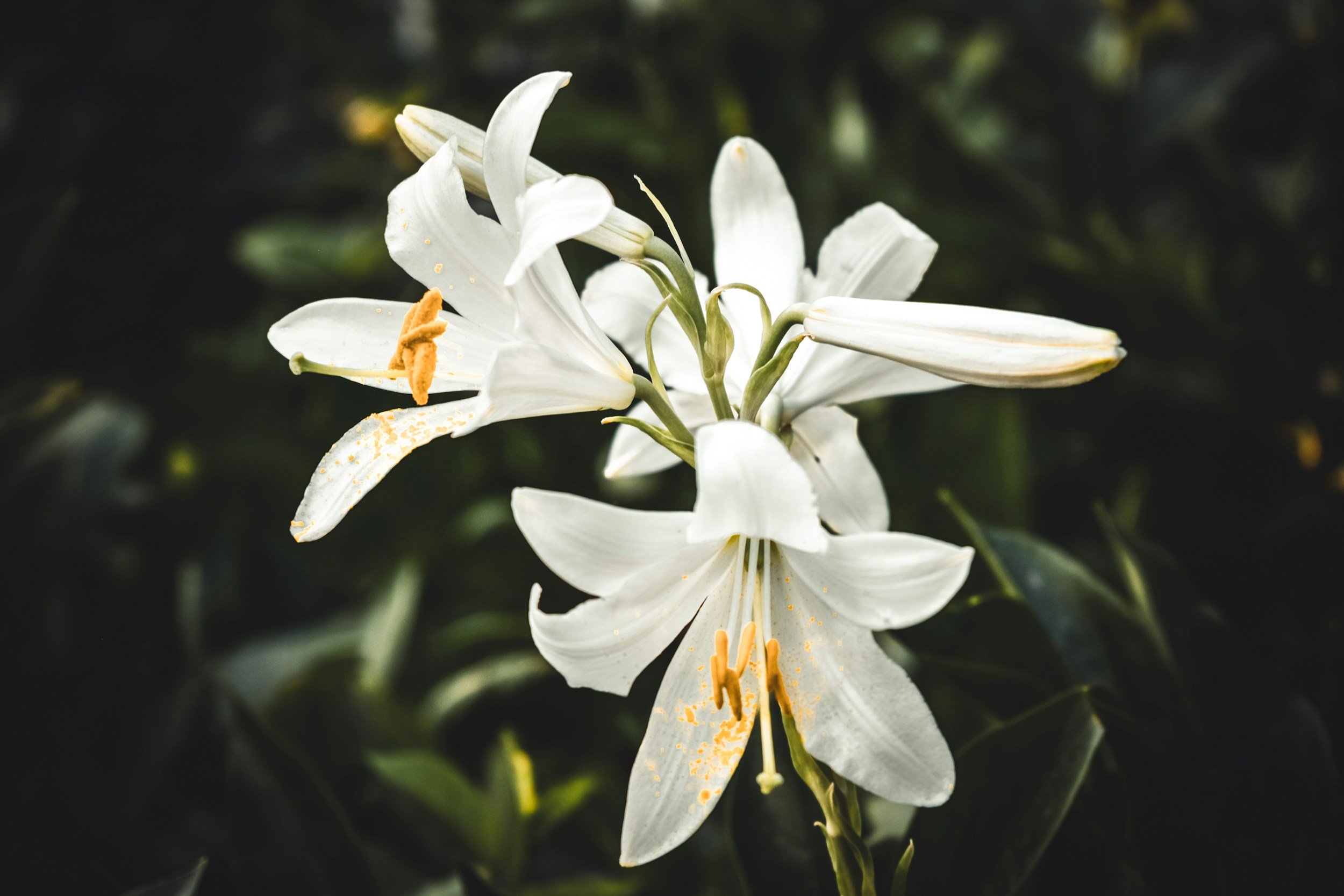 Close-up of a white lily flower with yellow pollen and pistil, dark blurred background.
