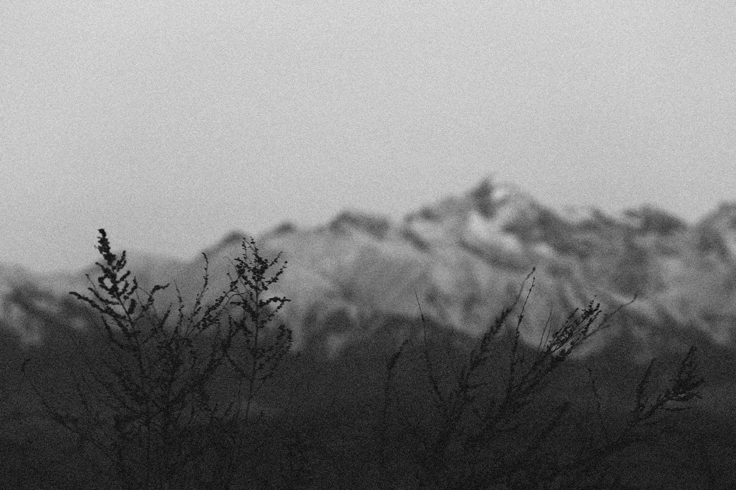 First the Wildness, Then the Sense