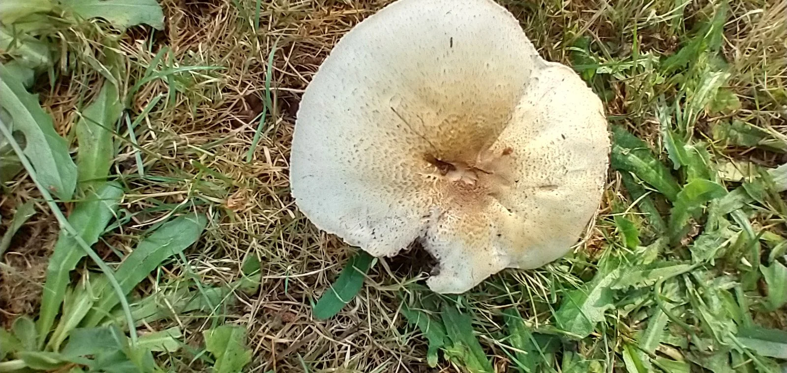 Mushroom 6-23-25 (1).jpg
