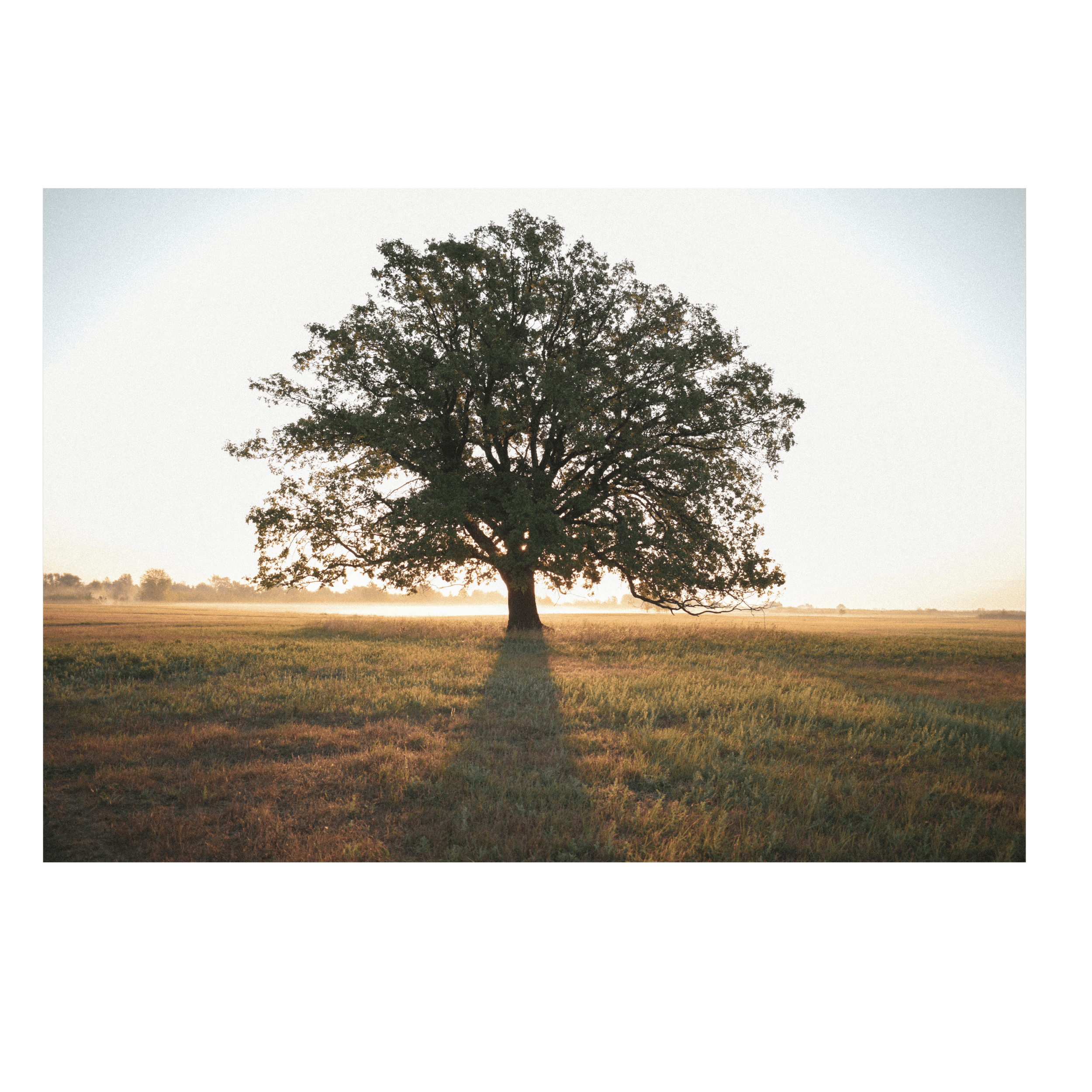 Genealogy Research/Family Tree Verification