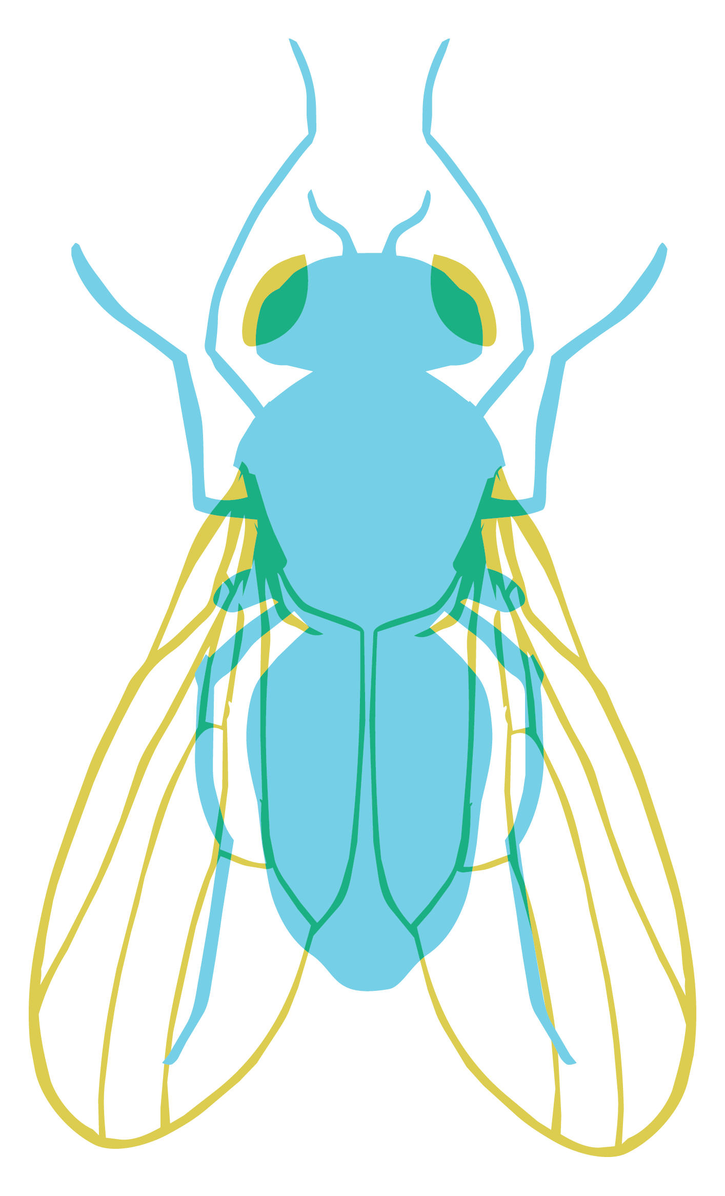 A detailed illustration of a fruit fly with parts labeled in various colors.
