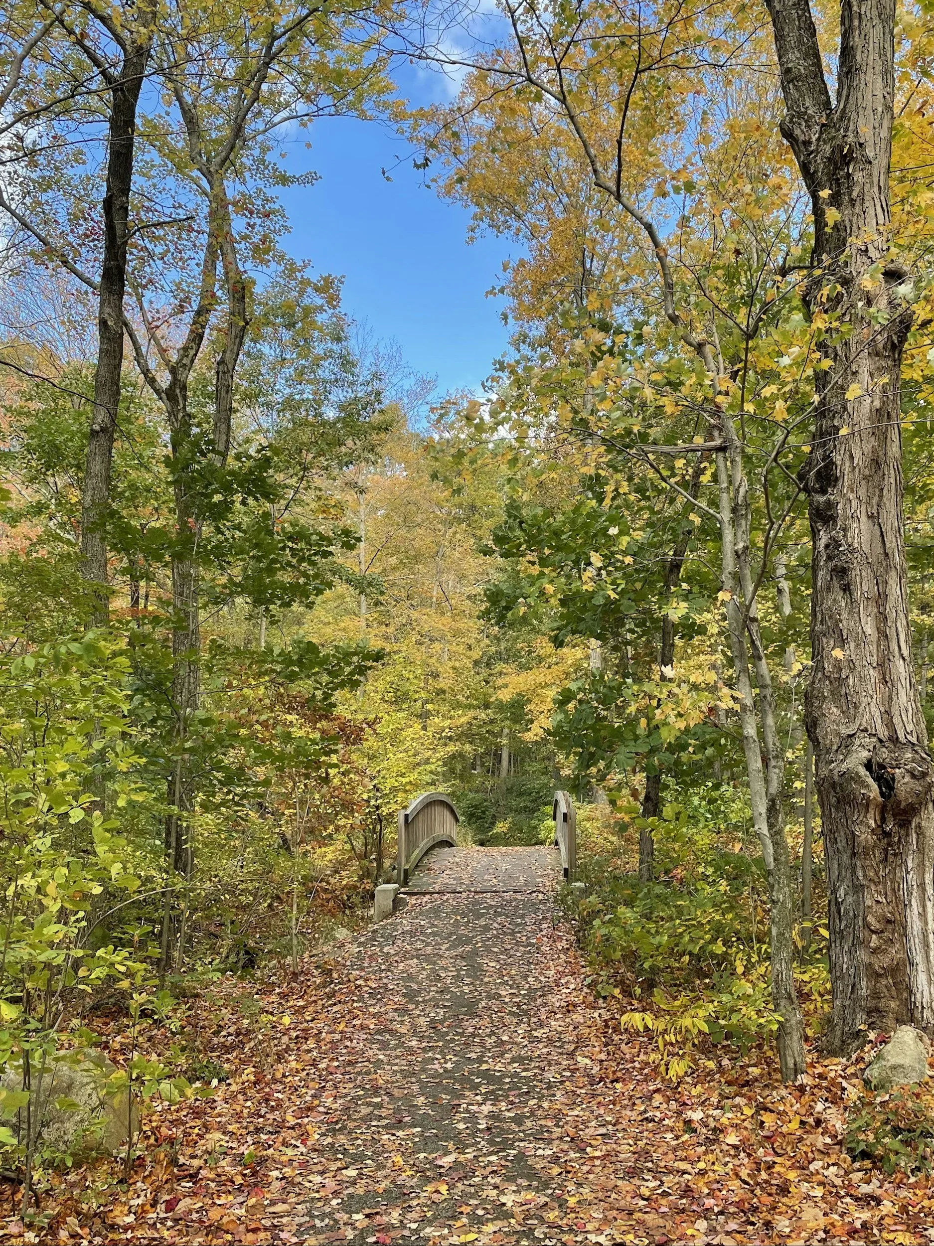 A small wooden bridge over a trail in a forest during fall with colorful leaves on the ground and trees with green, yellow, and orange foliage.