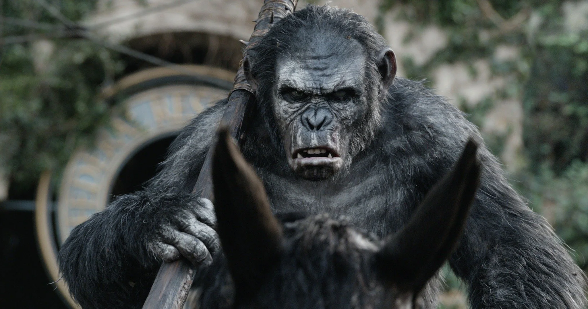 A gorilla with a fierce expression holding a large stick in a natural outdoor setting.