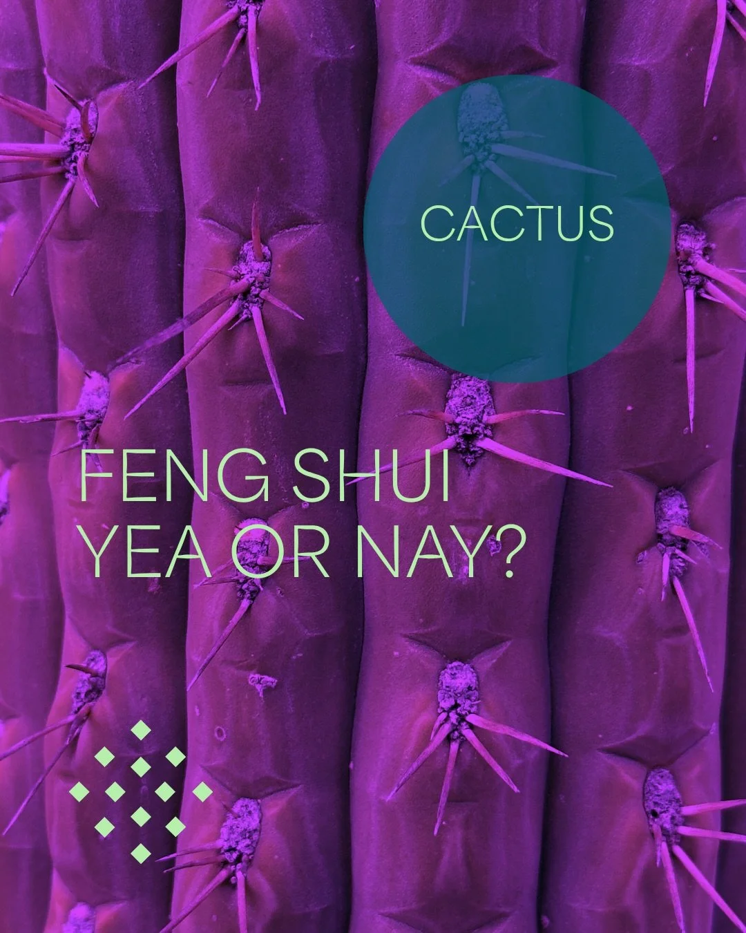 CACTUS CONTROVERSY
With their thorny nature, cactus are typically a hard NO in traditional Feng Shui. 
Endemic to the Americas, cactus are also not traditionally found in China.

Honoring their subconscious message and native climate, cactus can be s