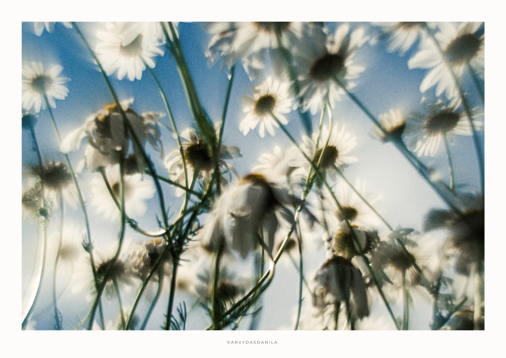ART0201_FLORA21.jpg