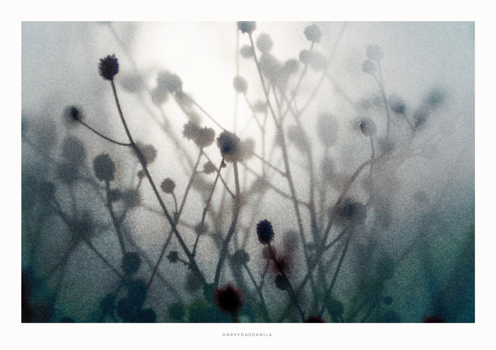 ART0214_FLORA34.jpg