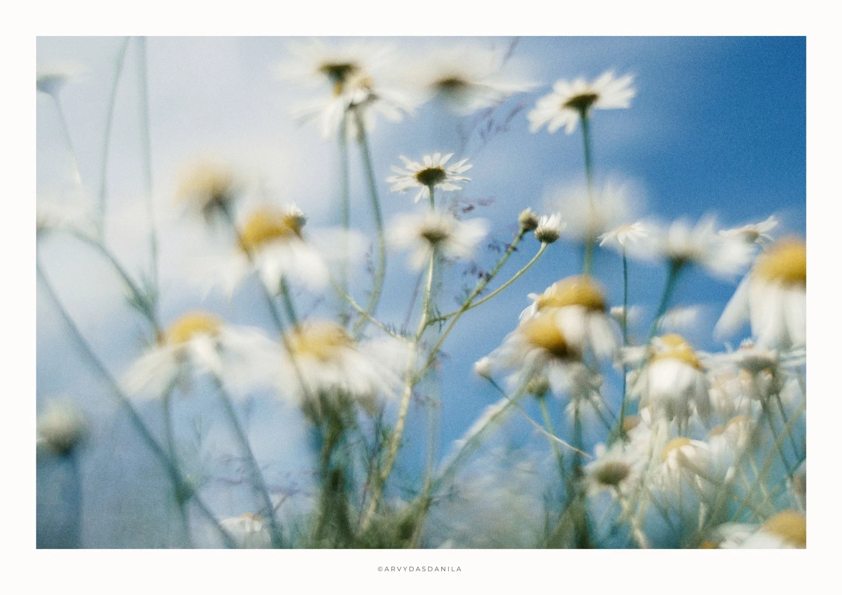 ART0200_FLORA20.jpg