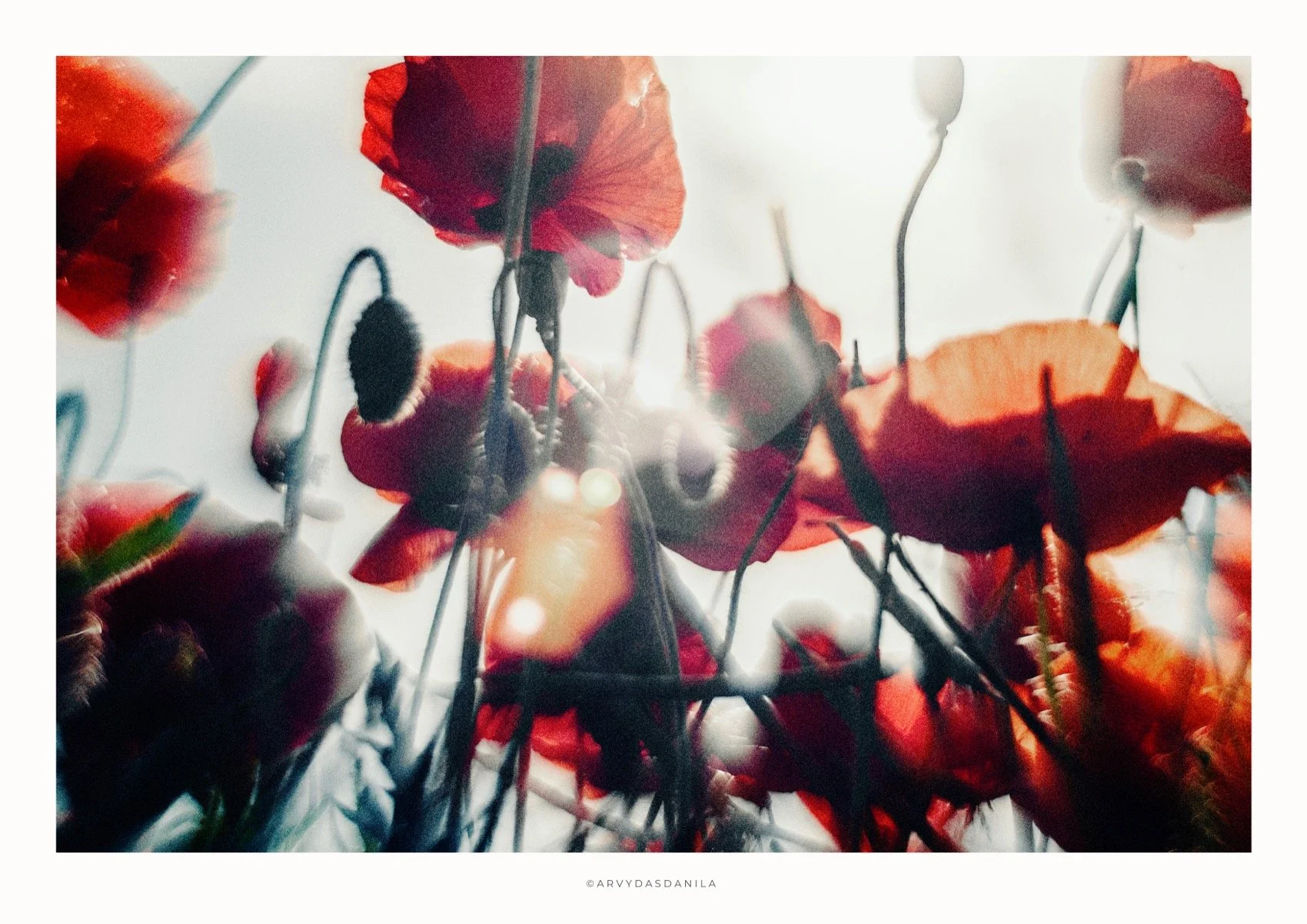 ART0194_FLORA14.jpg