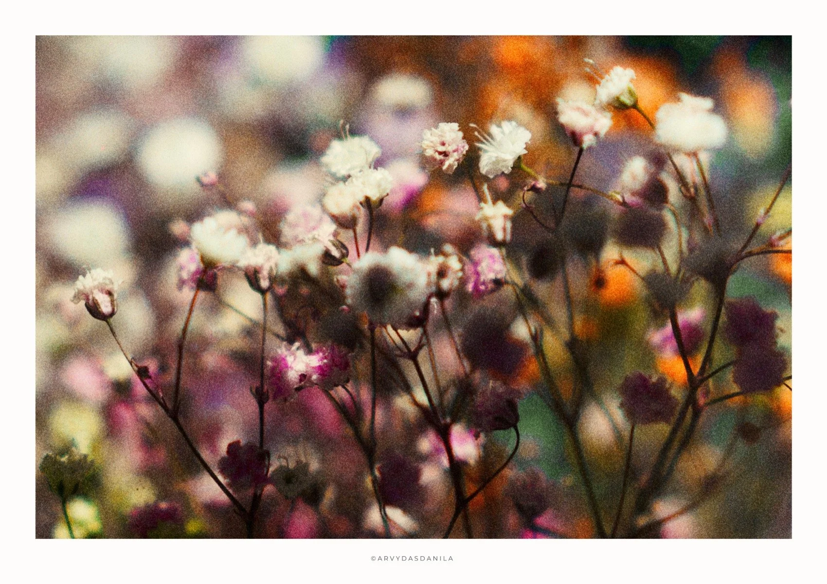 ART0186_FLORA06.jpg