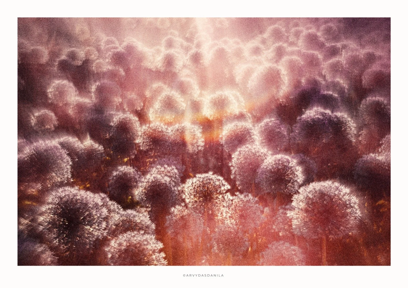 ART0188_FLORA08.jpg