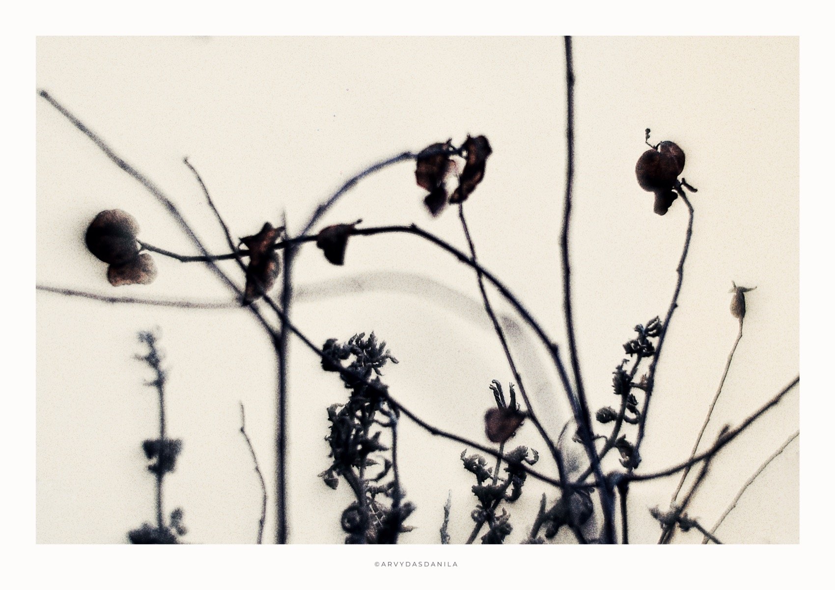ART0221_FLORA41.jpg