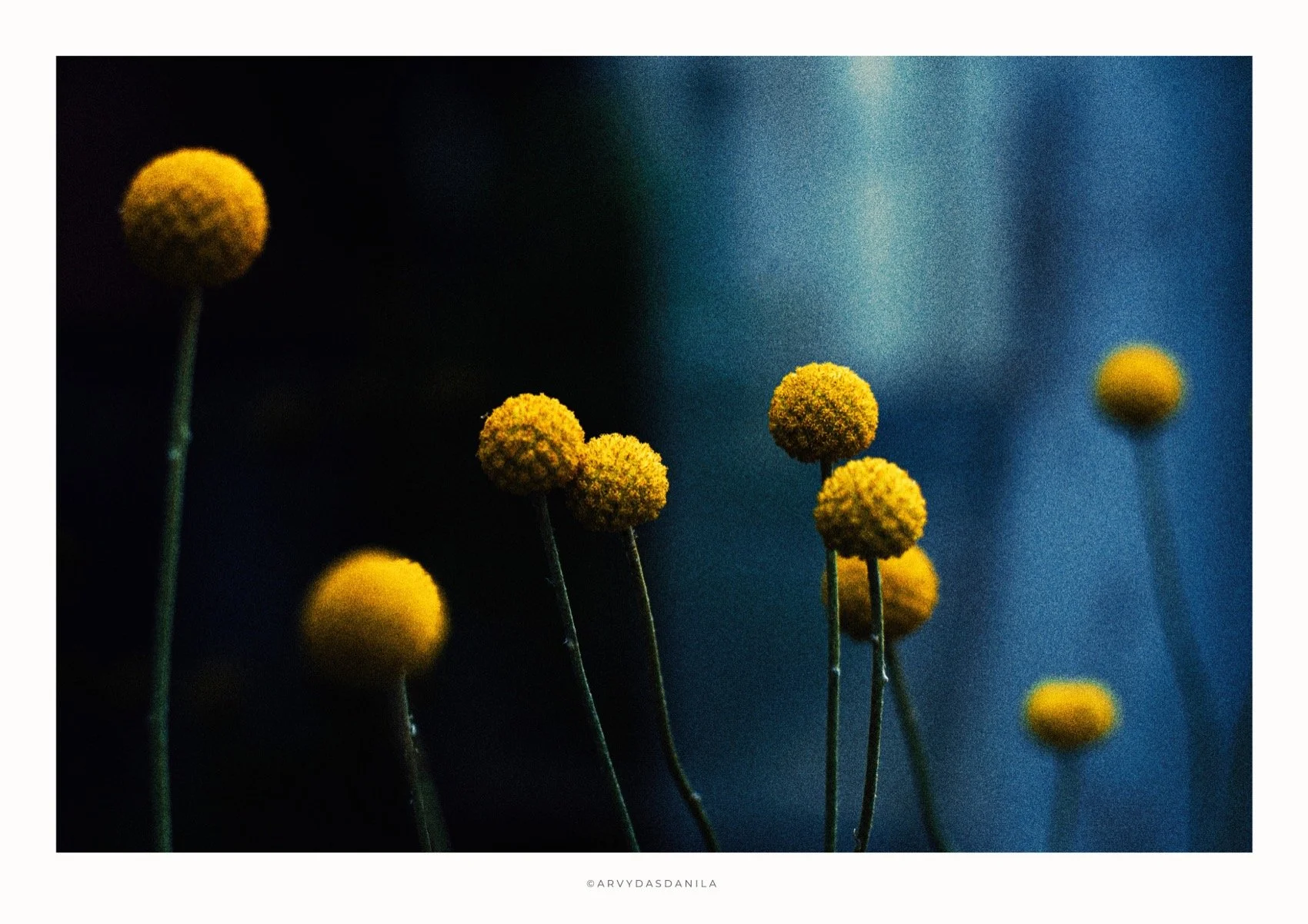 ART0184_FLORA04.jpg