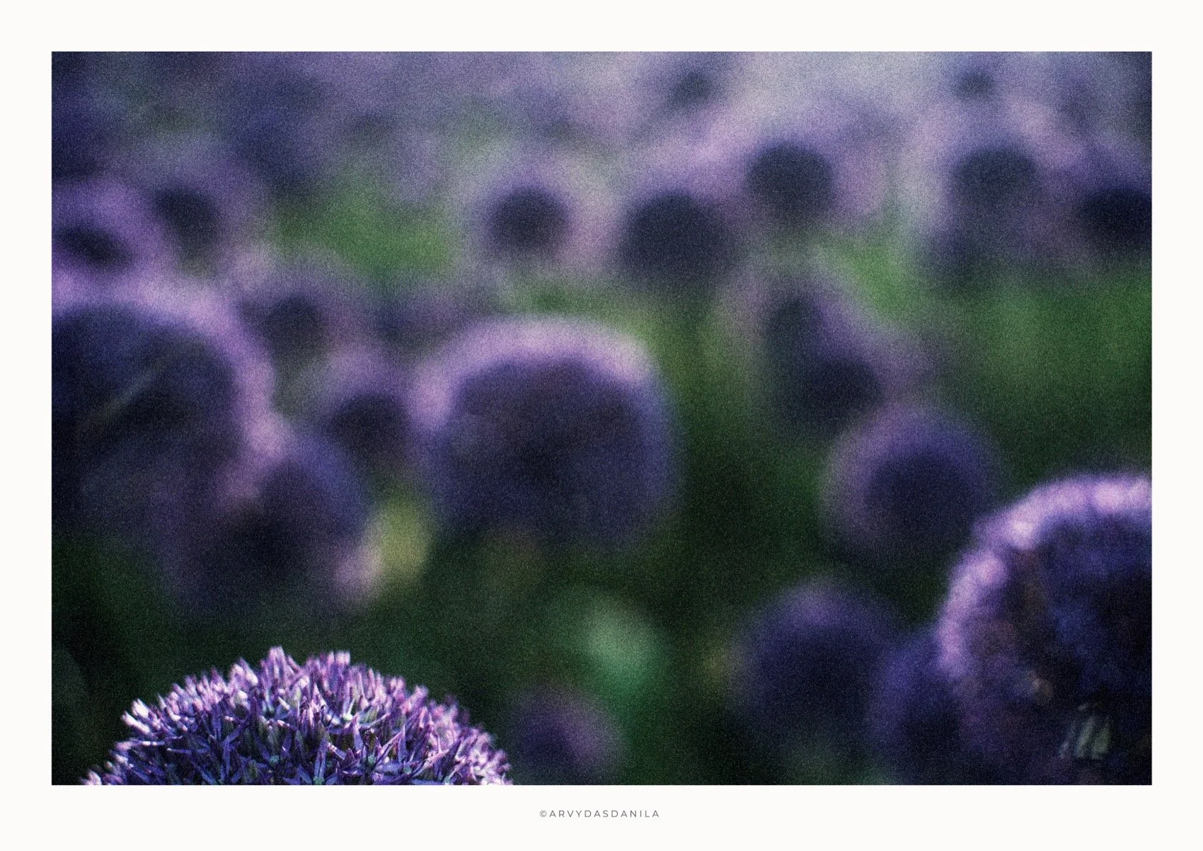 ART0218_FLORA38.jpg