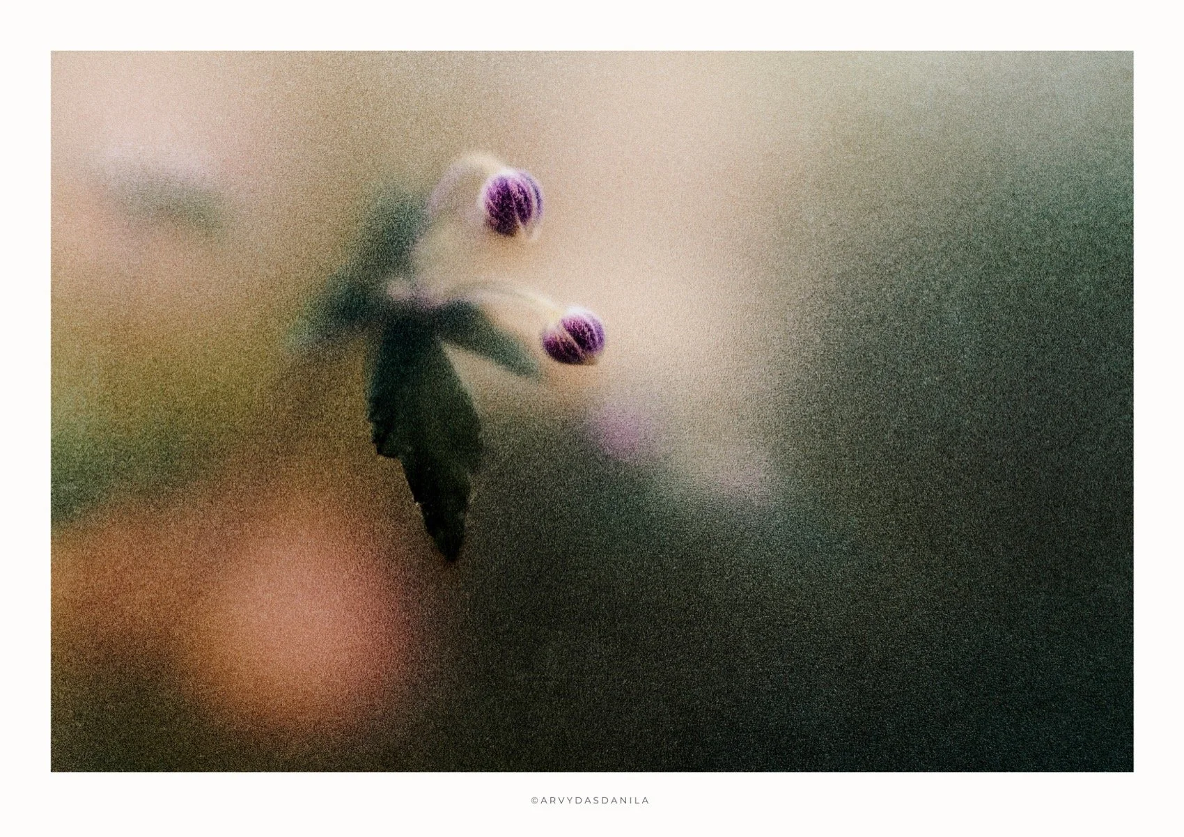 ART0215_FLORA35.jpg