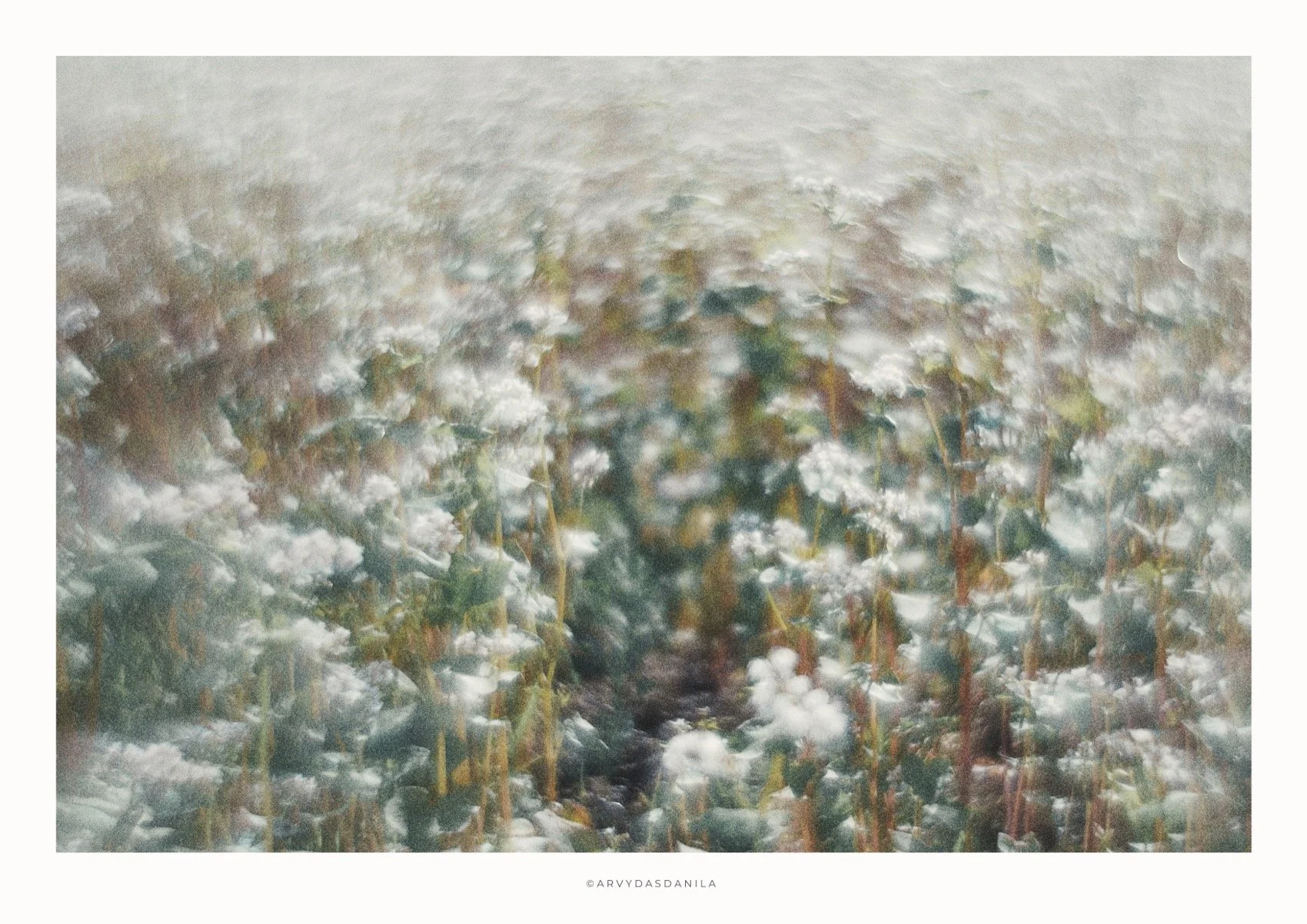 ART0203_FLORA23.jpg