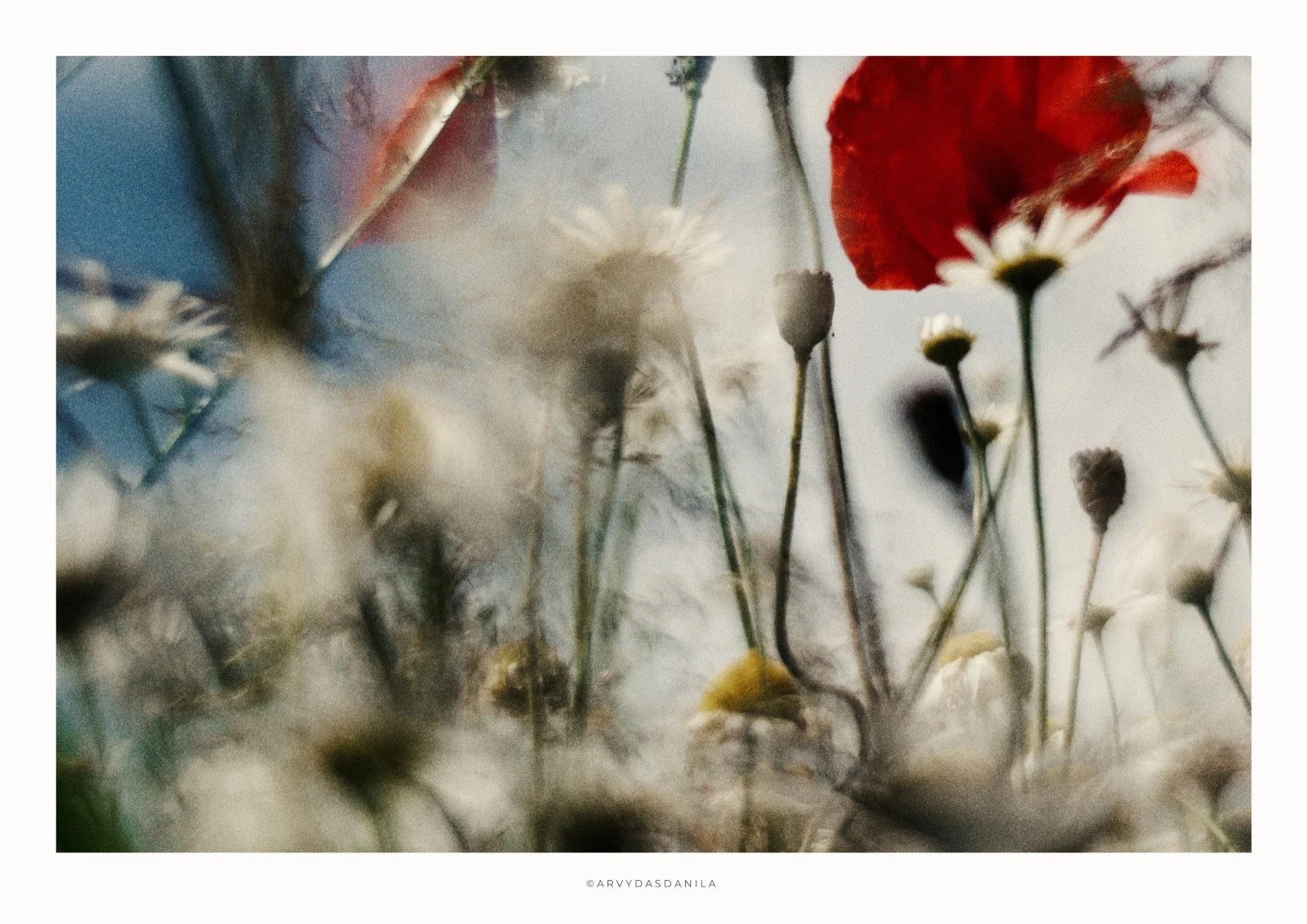 ART0198_FLORA18.jpg