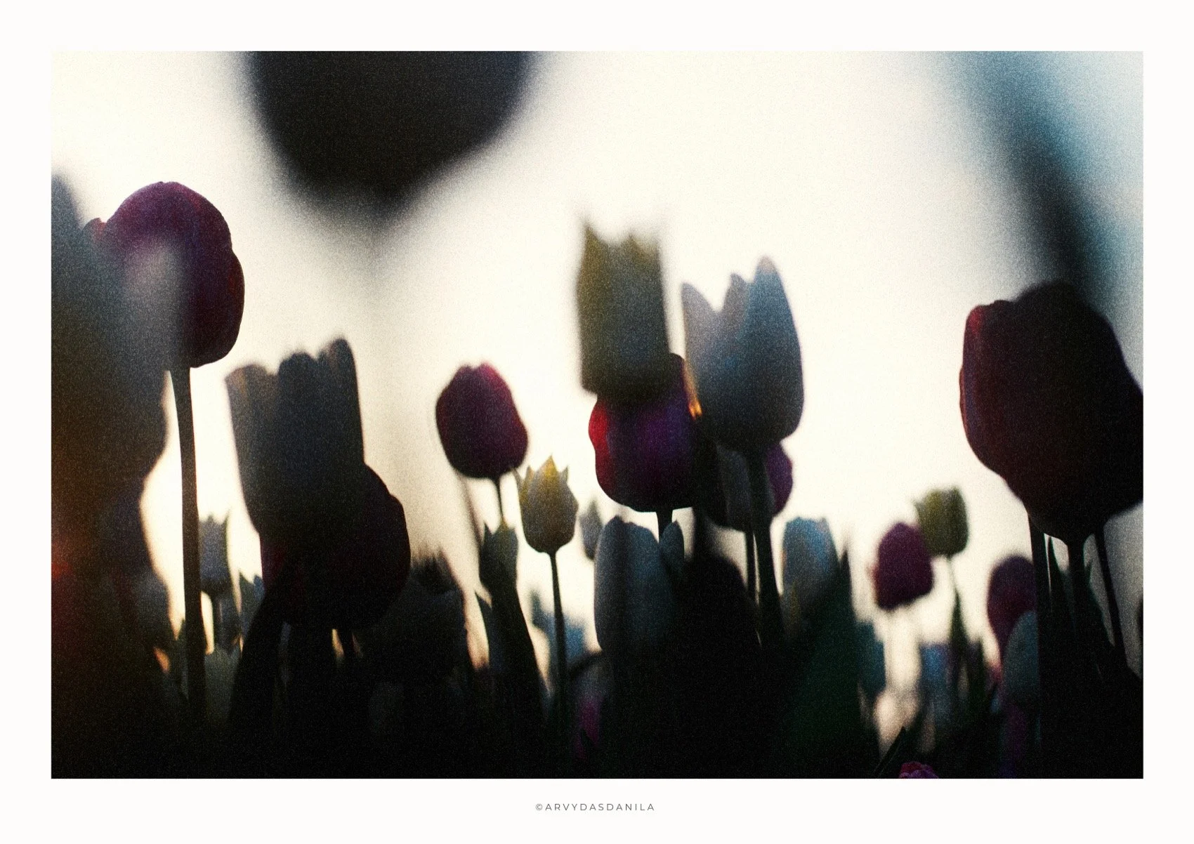 ART0217_FLORA37.jpg