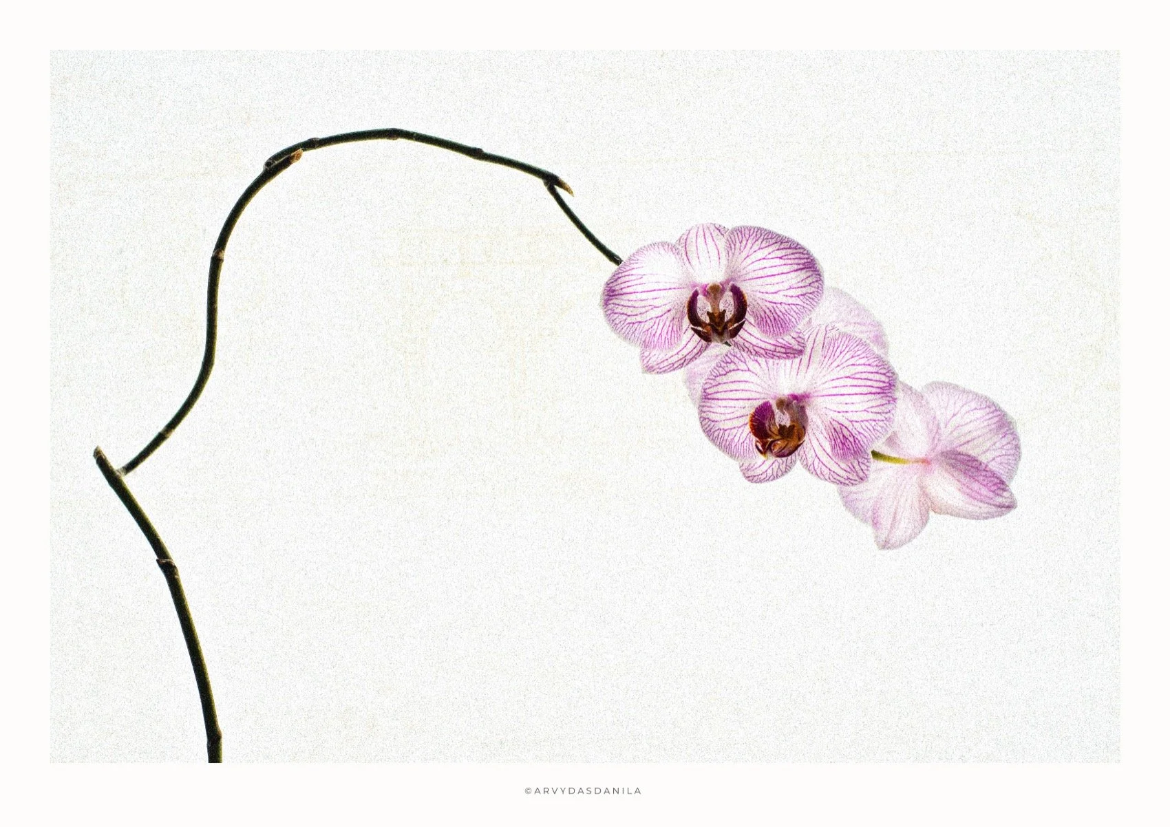 ART0205_FLORA25.jpg