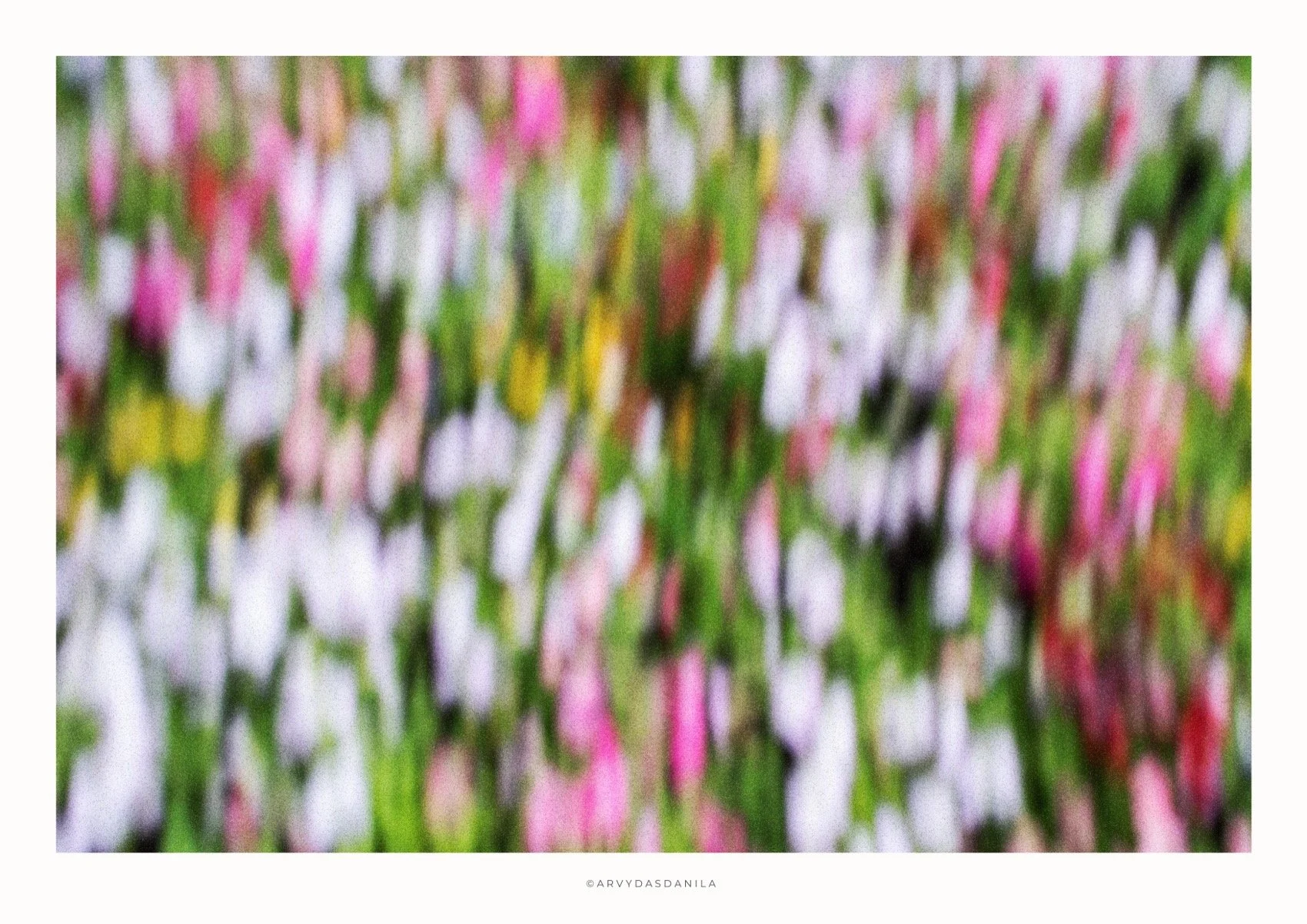 ART0189_FLORA09.jpg