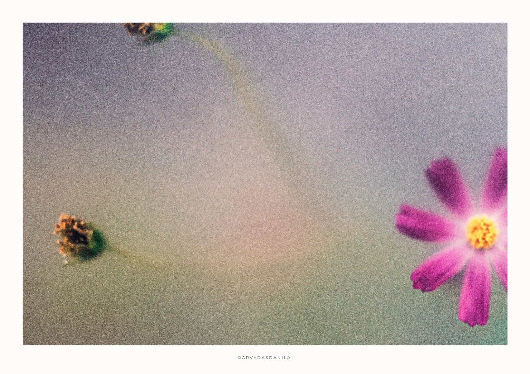 ART0208_FLORA28.jpg