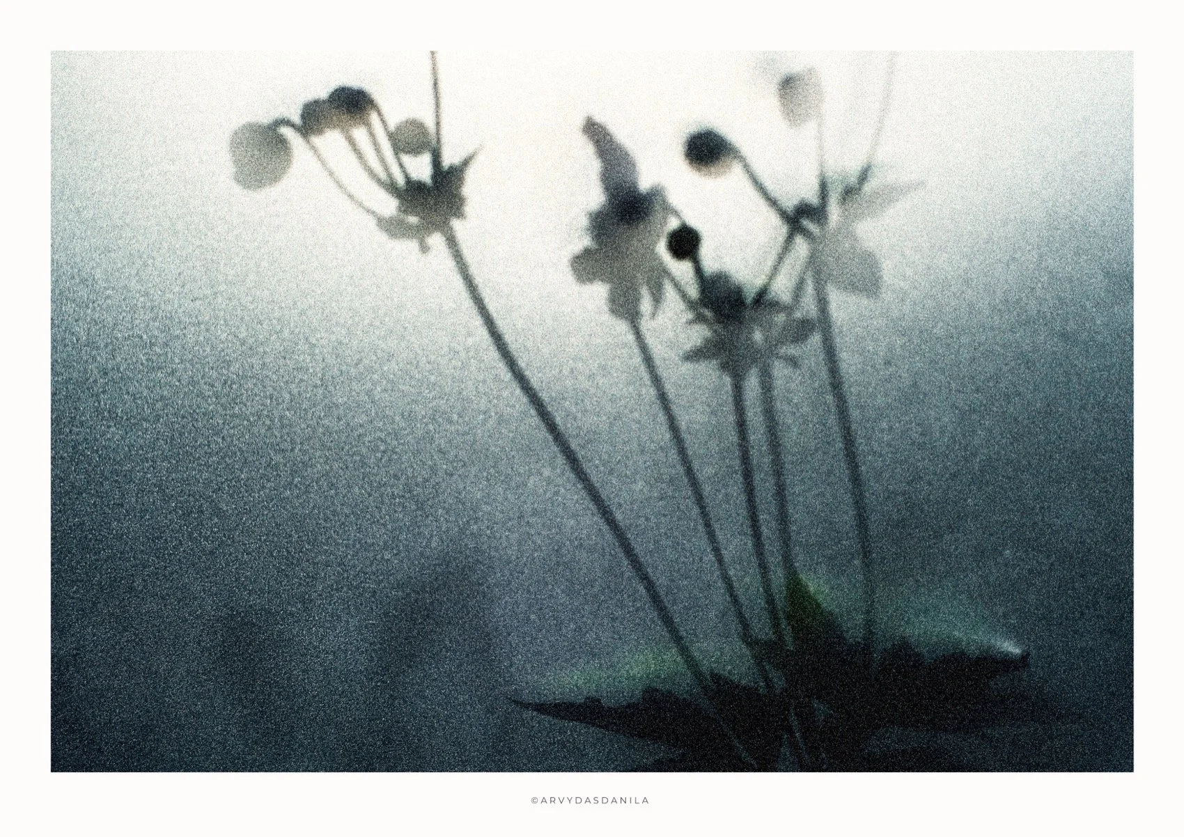 ART0213_FLORA33.jpg