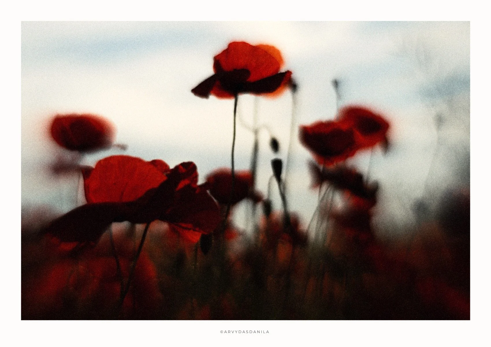 ART0195_FLORA15.jpg