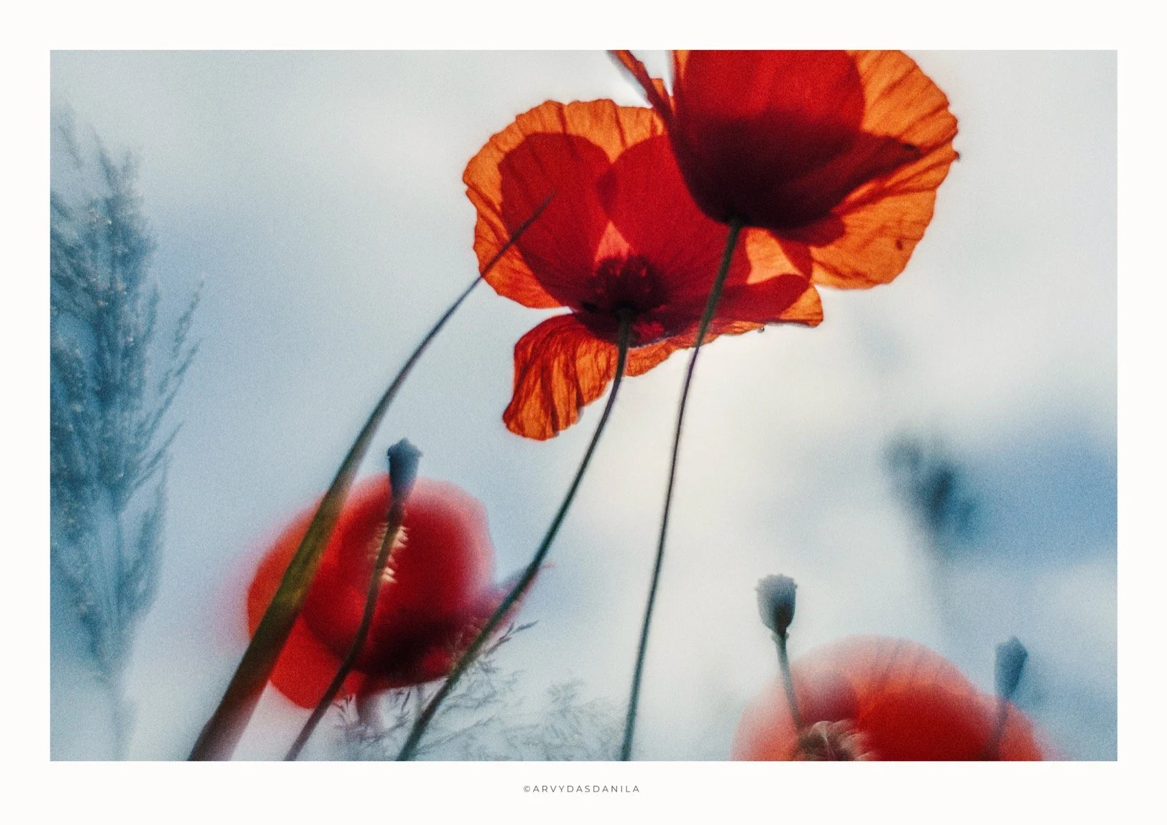 ART0193_FLORA13.jpg