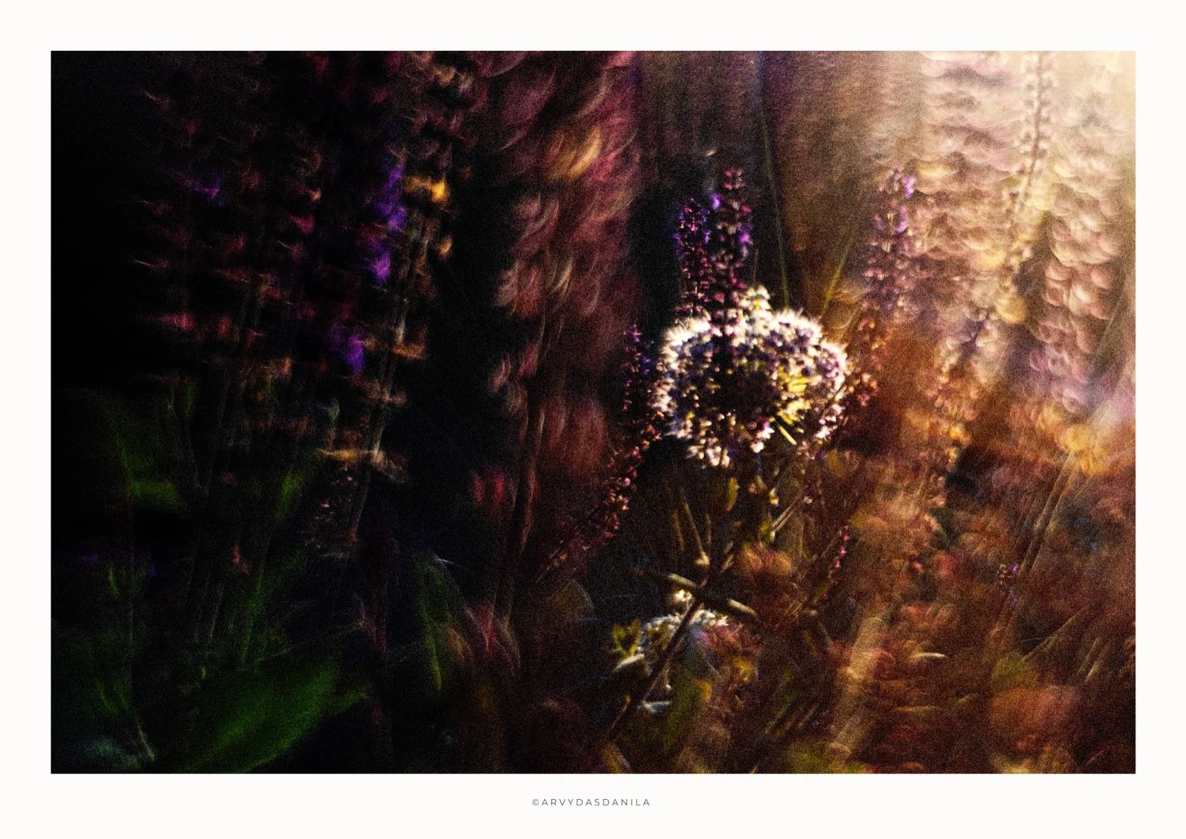 ART0183_FLORA03.jpg