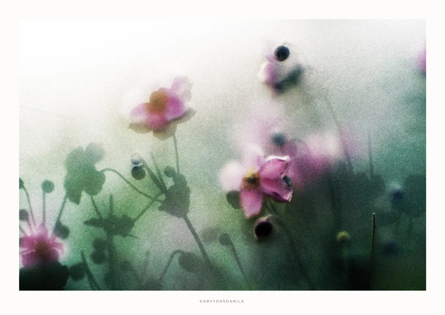 ART0210_FLORA30.jpg