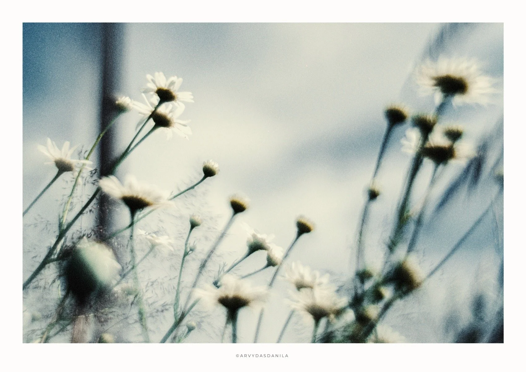 ART0199_FLORA19.jpg