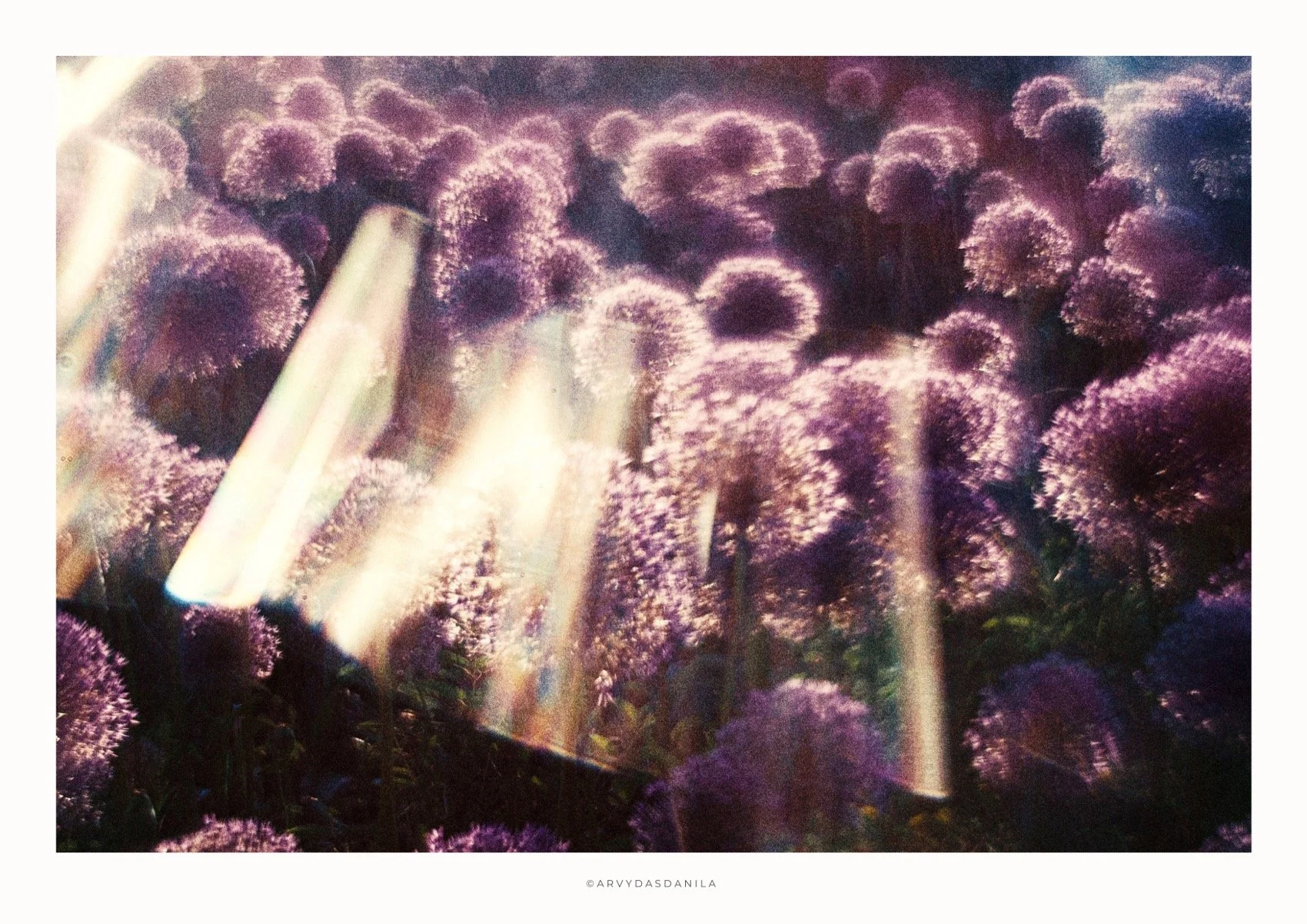 ART0187_FLORA07.jpg