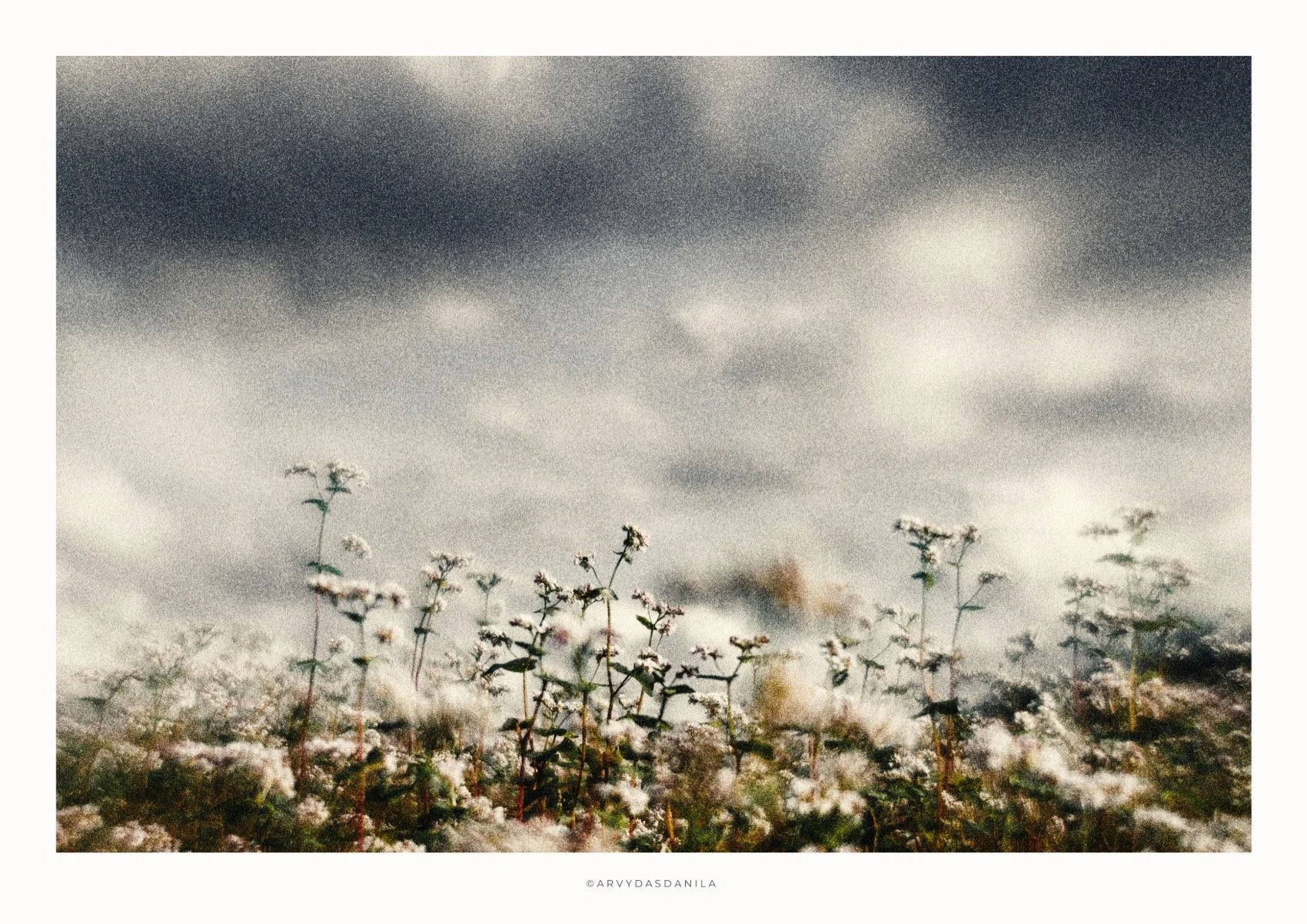 ART0204_FLORA24.jpg