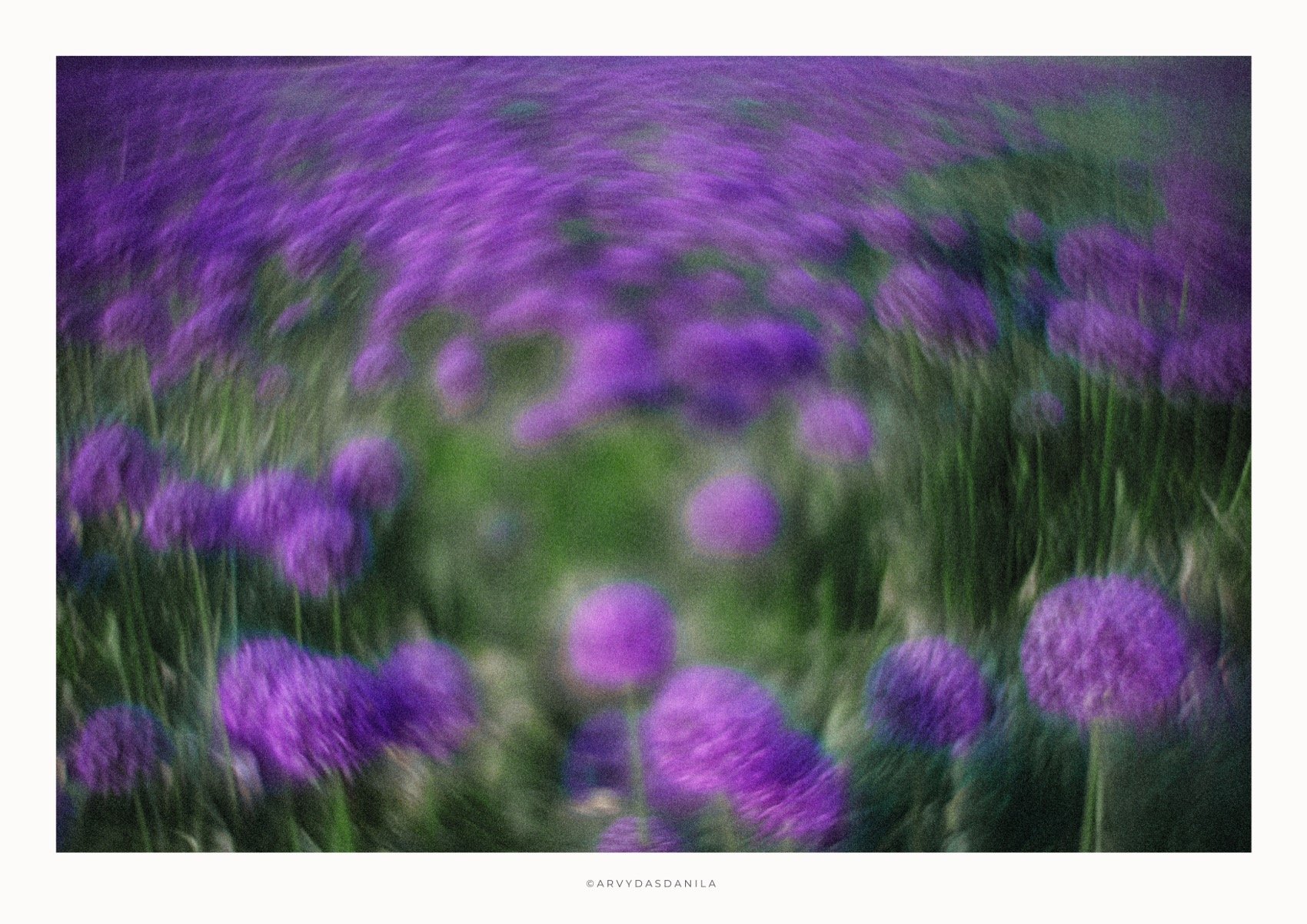 ART0220_FLORA40.jpg