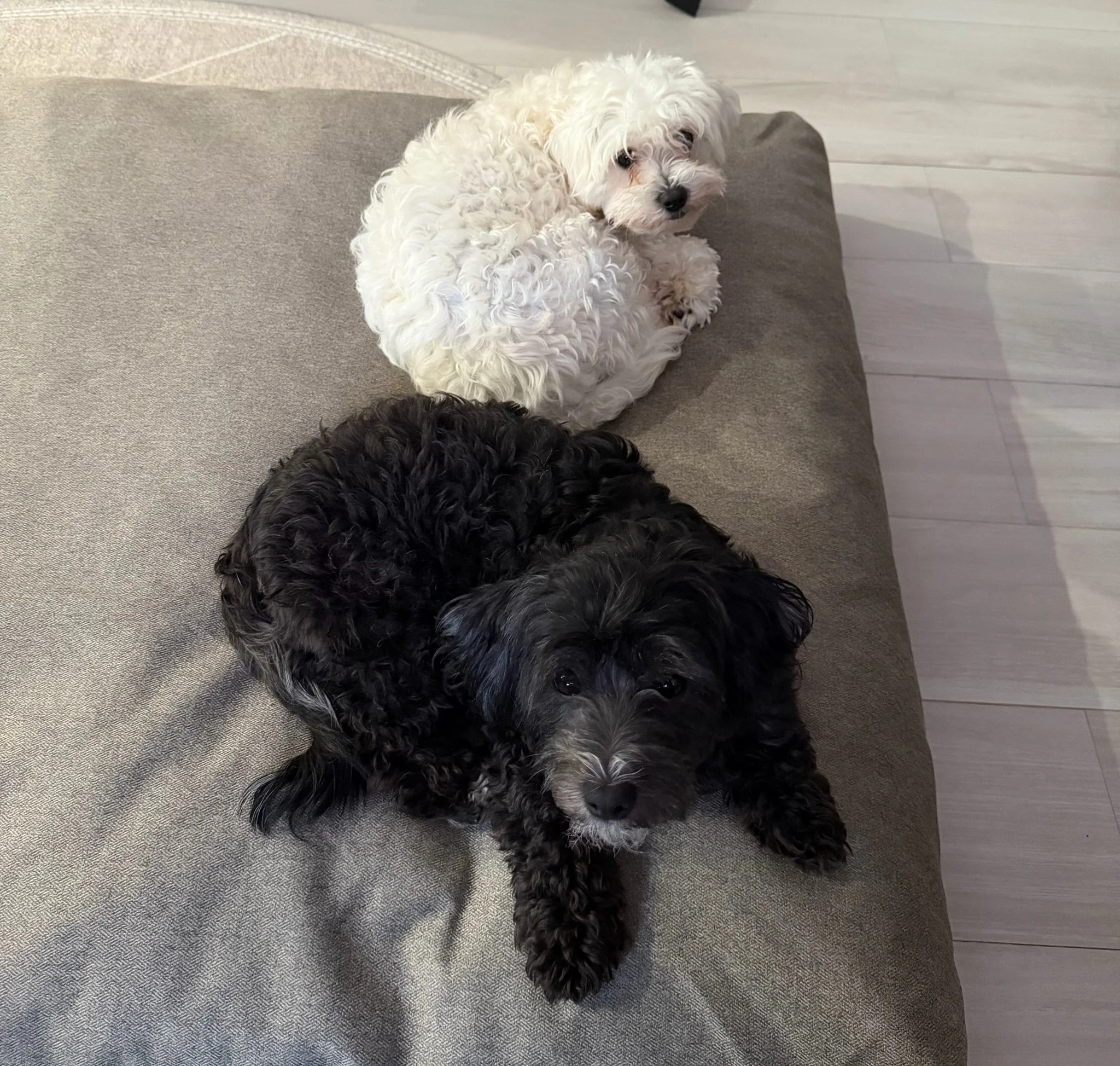 Moonpie &amp; Luna