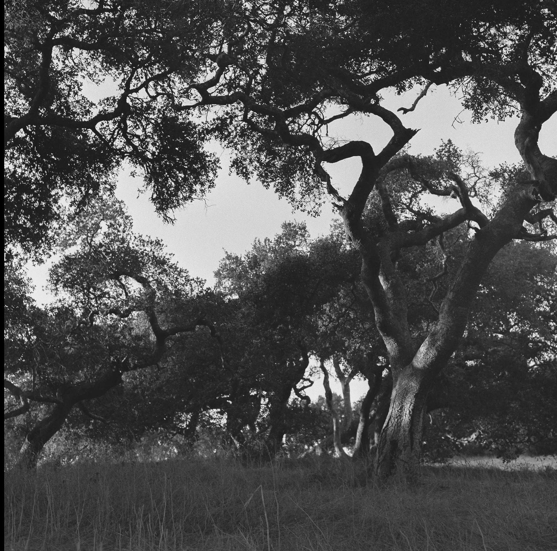 Black and white photo of a large tree with sprawling branches and dense foliage, with grass at the base.