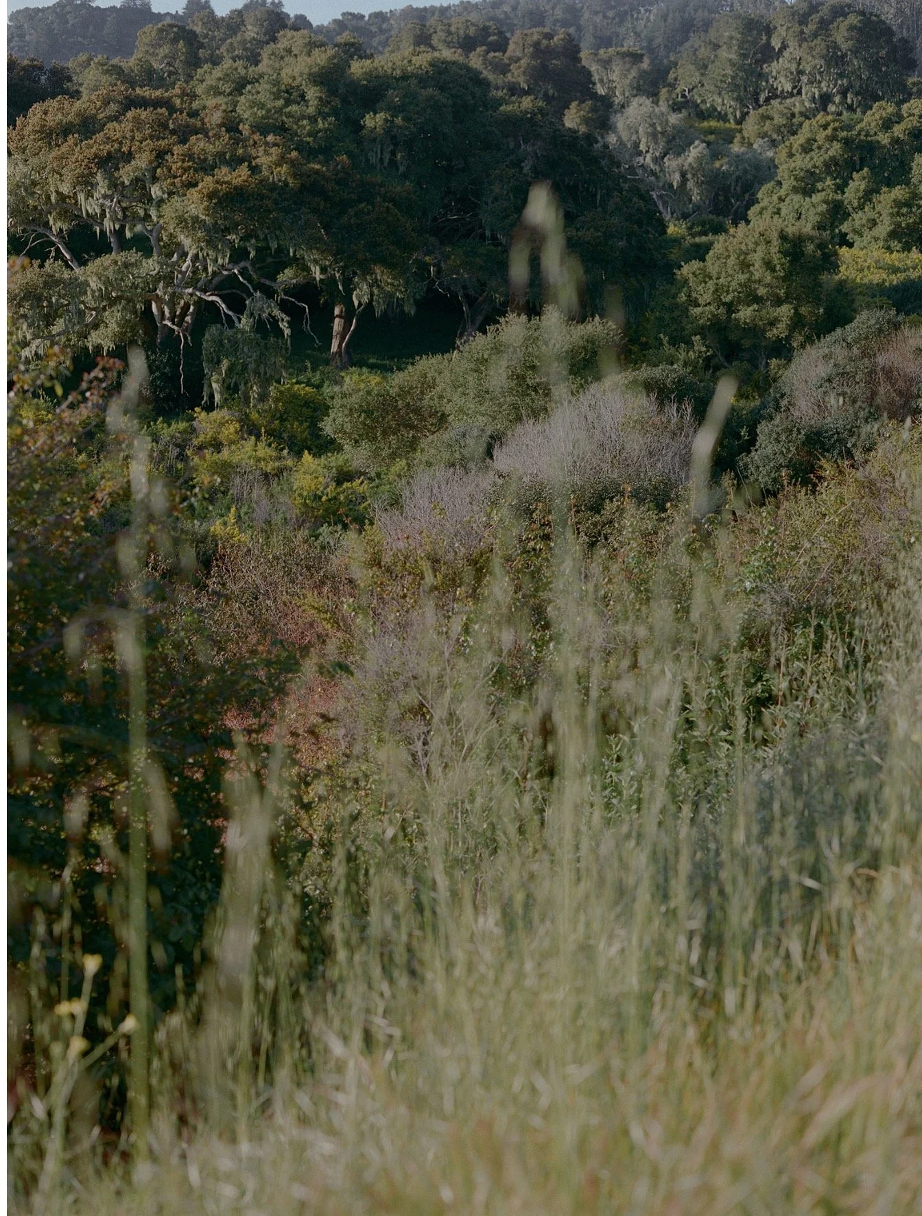 A dense forested area with various trees and shrubs, including moss hanging from some trees, and tall grasses in the foreground.