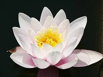 Close-up of a blooming white lotus flower with a bright yellow center against a dark background.
