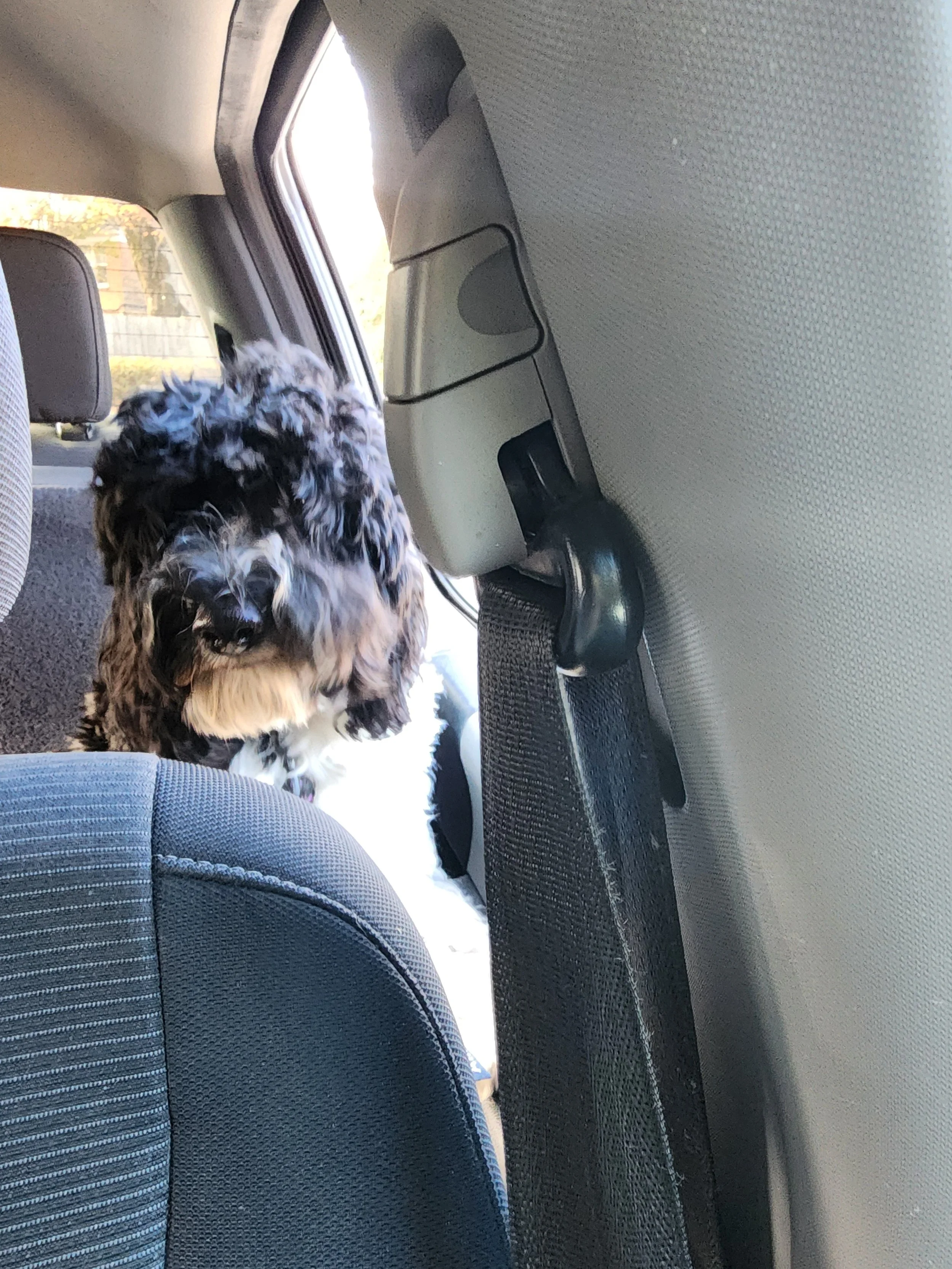 Dog Transportation!