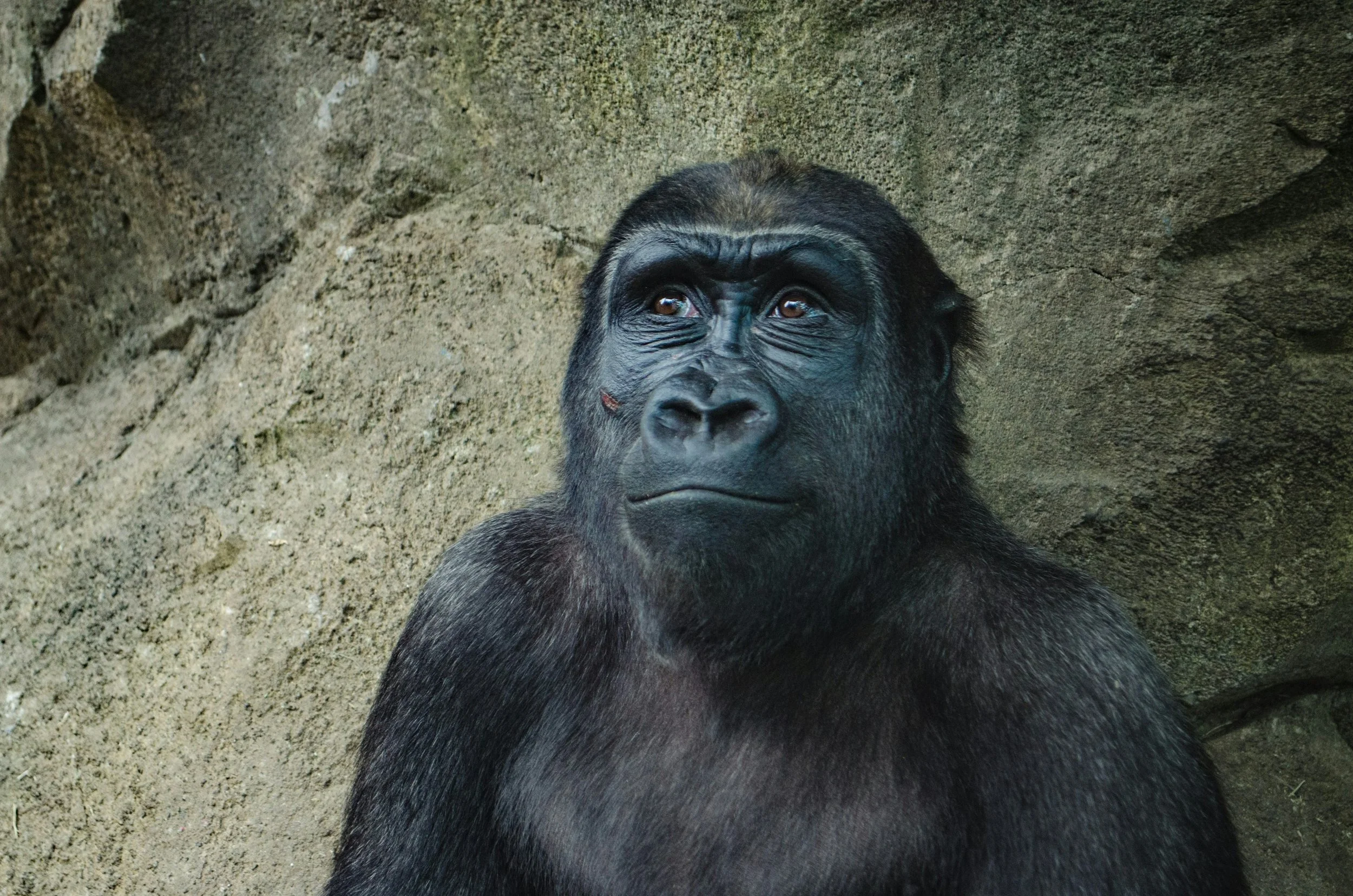 What Zoos, Shelters and Farms Reveal About Us.