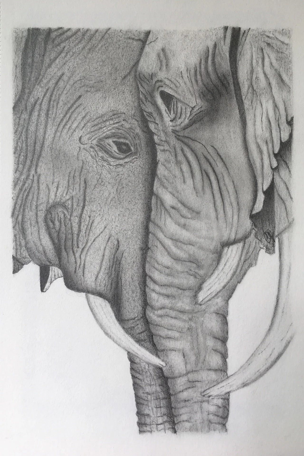 Drawing Course - Tuesdays from 4 to 6 pm Eastern Time