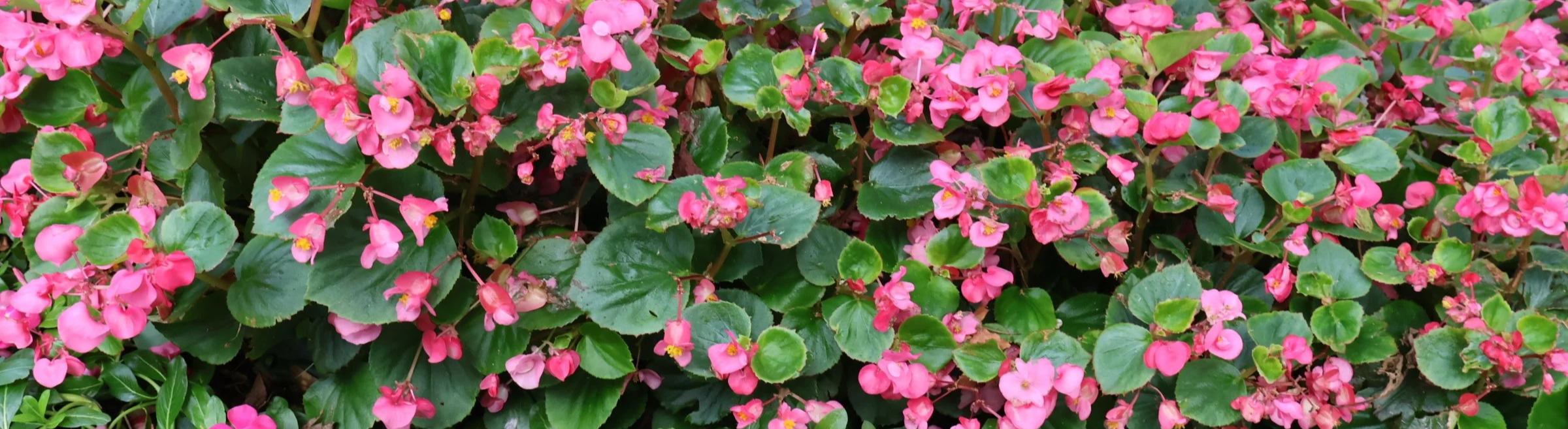 Cluster of pink flowers with rounded green leaves.