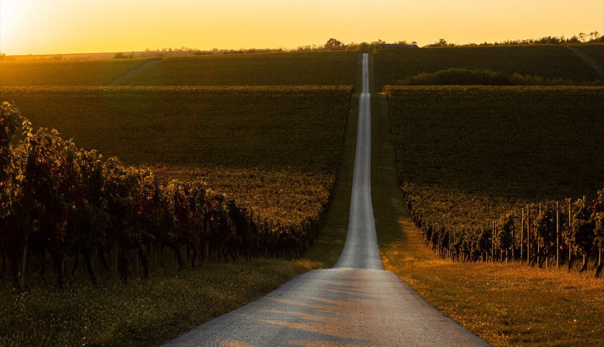 Long gravel road running through lush vineyards with a gentle hill in the background, bathed in warm sunset light.
