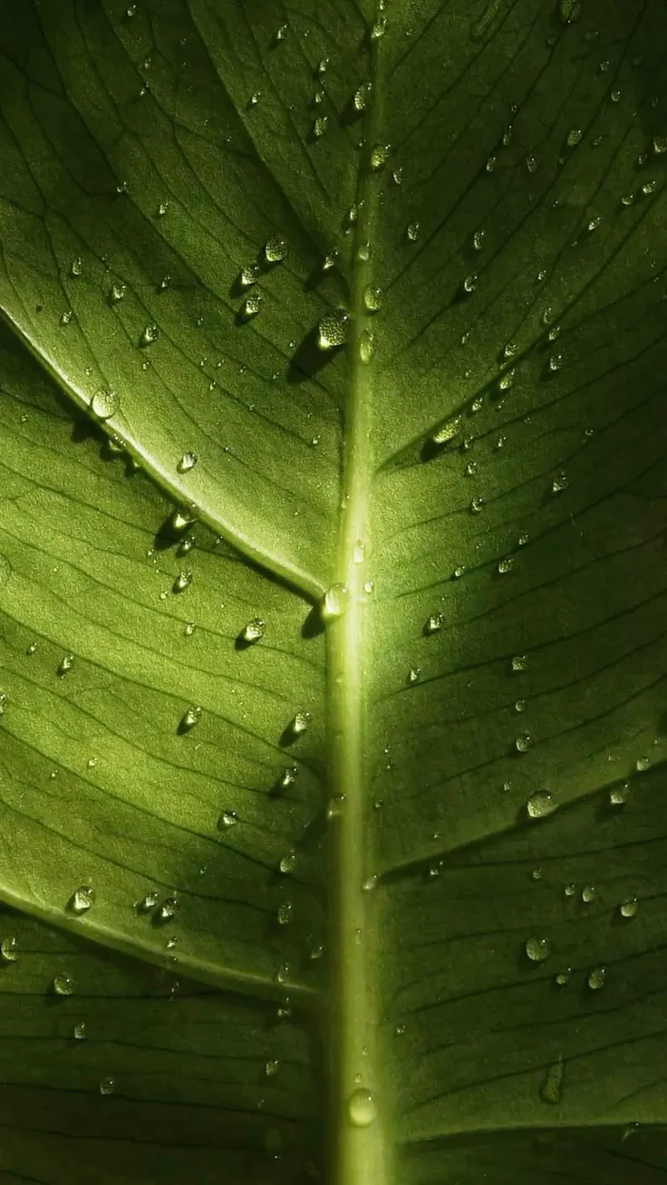 Close-up of a green leaf with water droplets on its surface