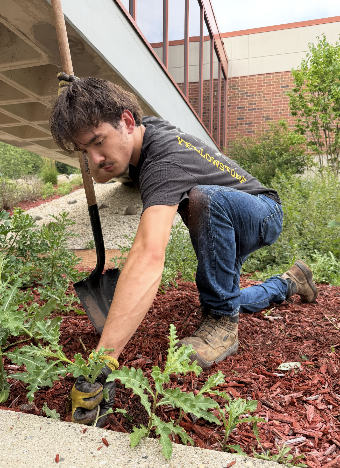 Professional plant installation in a freshly mulched landscape bed with established shrubs and greenery.