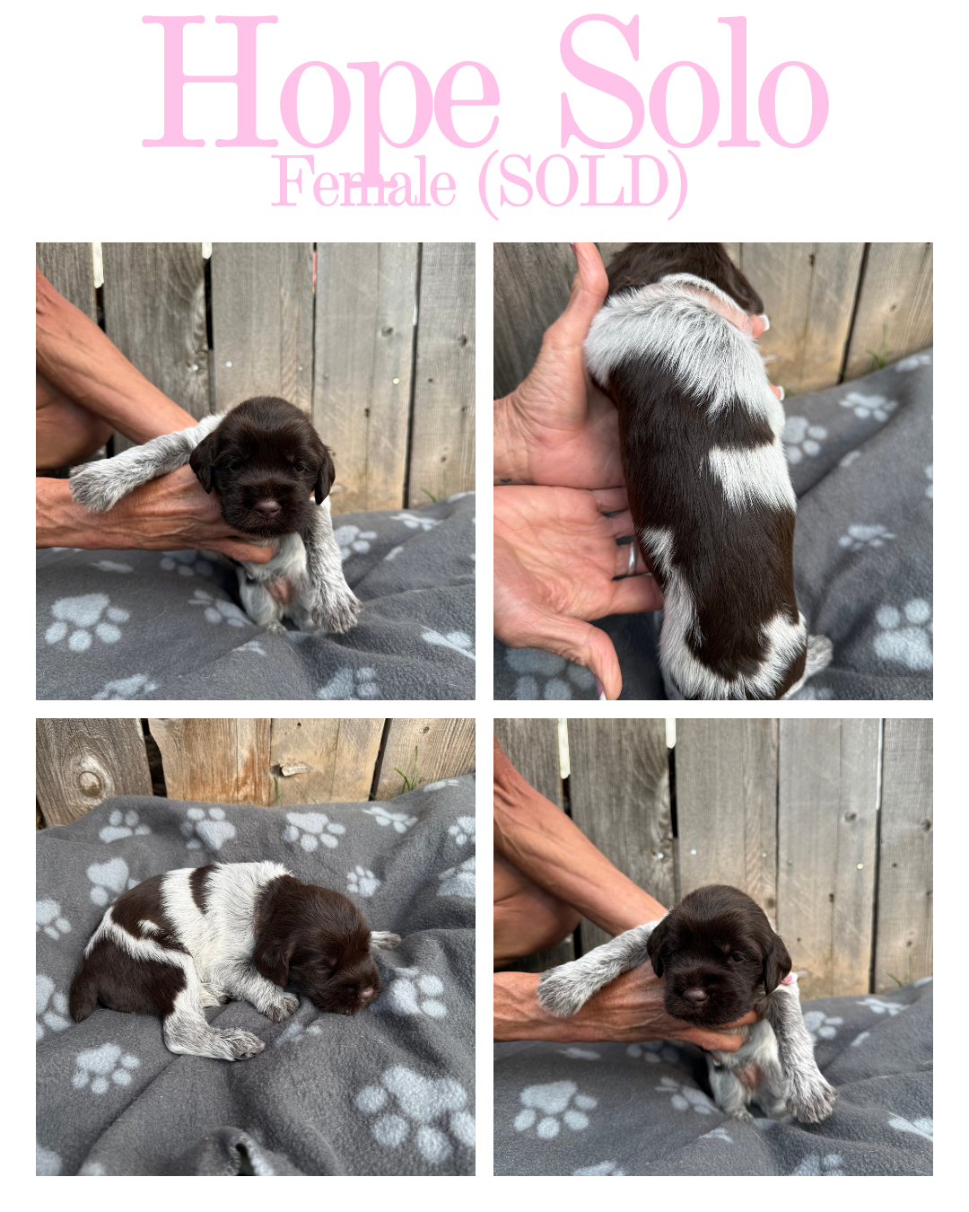 Collage of four photos of a tiny female puppy named Hope Solo, sold, with black and white fur, resting on a paw print blanket and being gently held by a person.