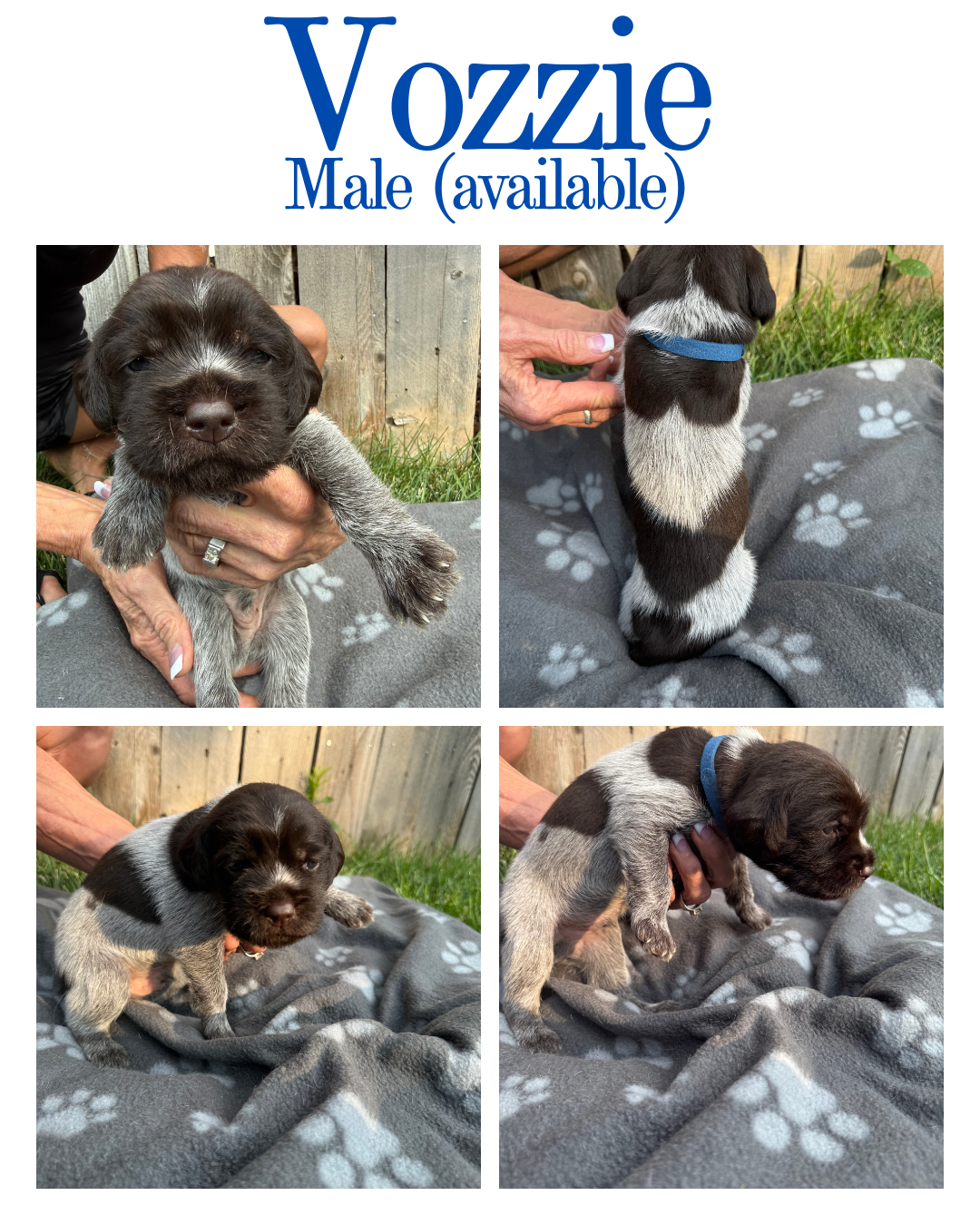 Four photos of a small male puppy with brown and gray fur, a white chest, and a blue collar, sitting on a gray blanket with white paw prints outdoors by a wooden fence, showing front, back, and side views.