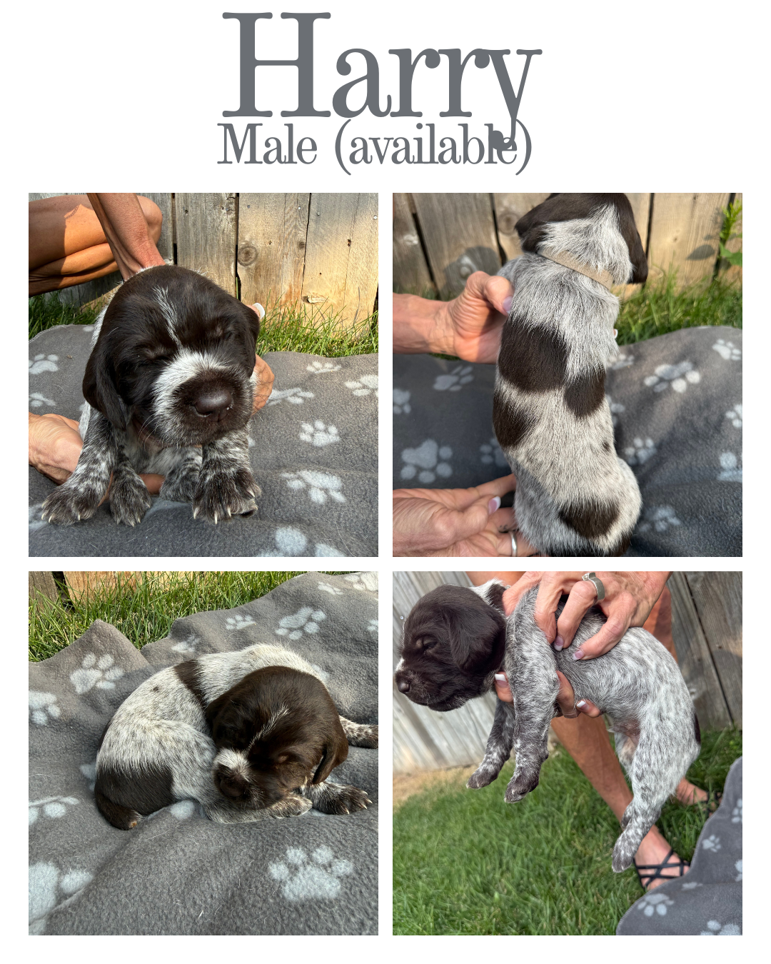 Four photos of a small black and white puppy, with a speckled coat pattern, being held and resting on a paw-print blanket outdoors.